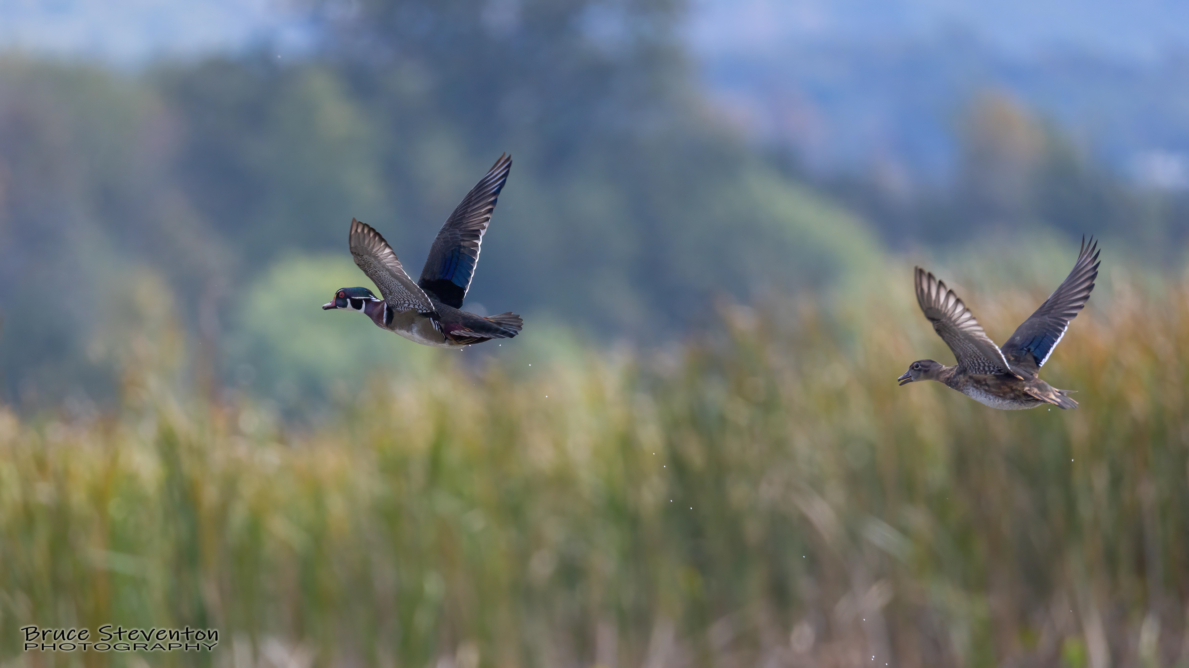 Wood Duck - Shoreham, VT