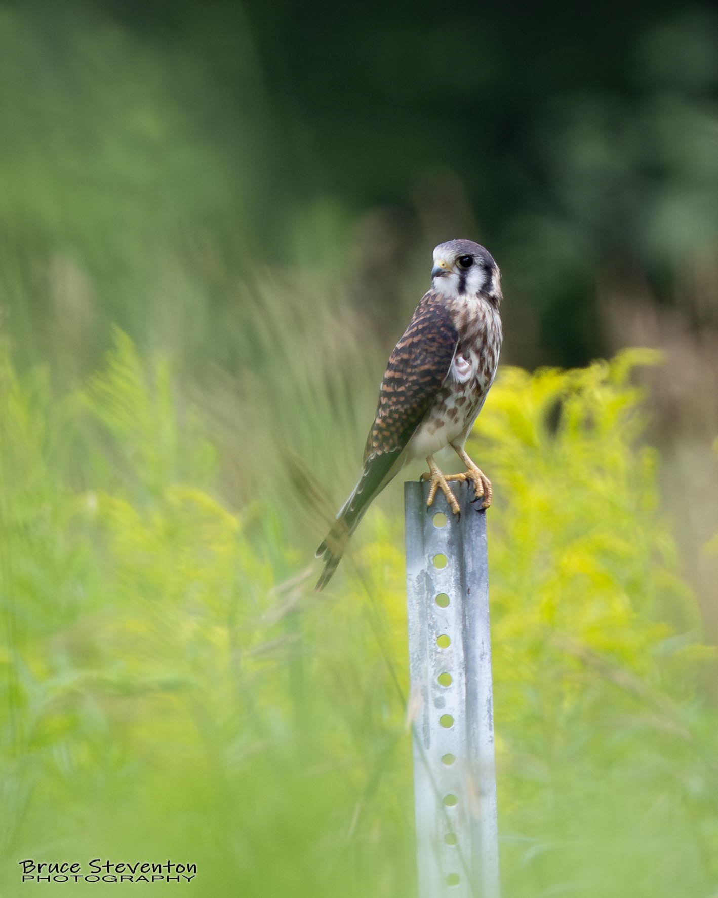 American Kestrel