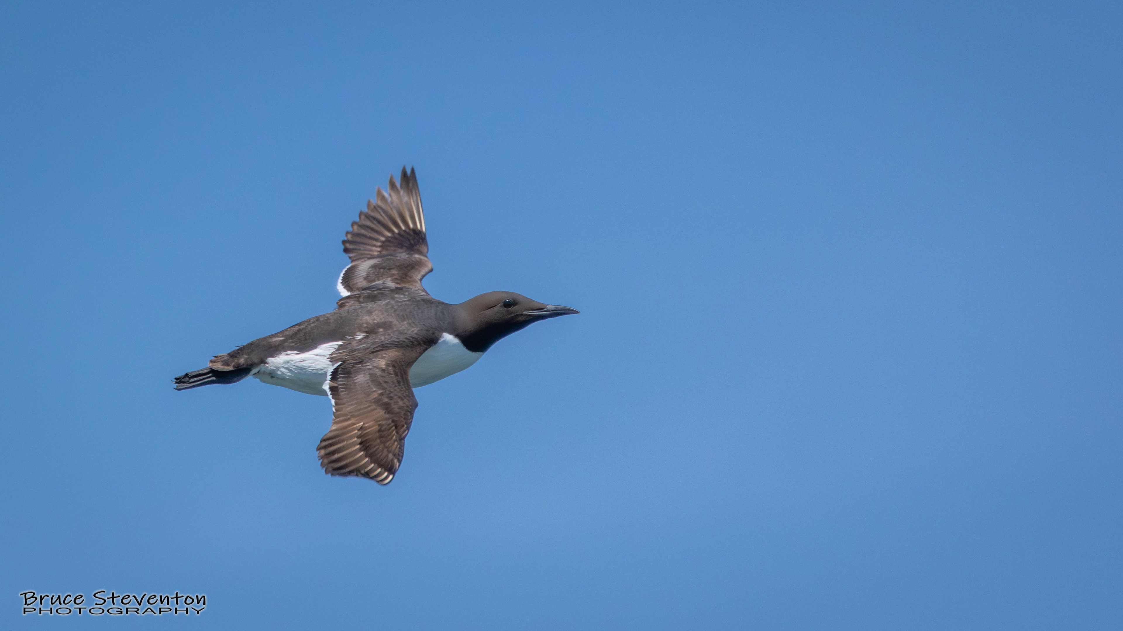 Common Murre