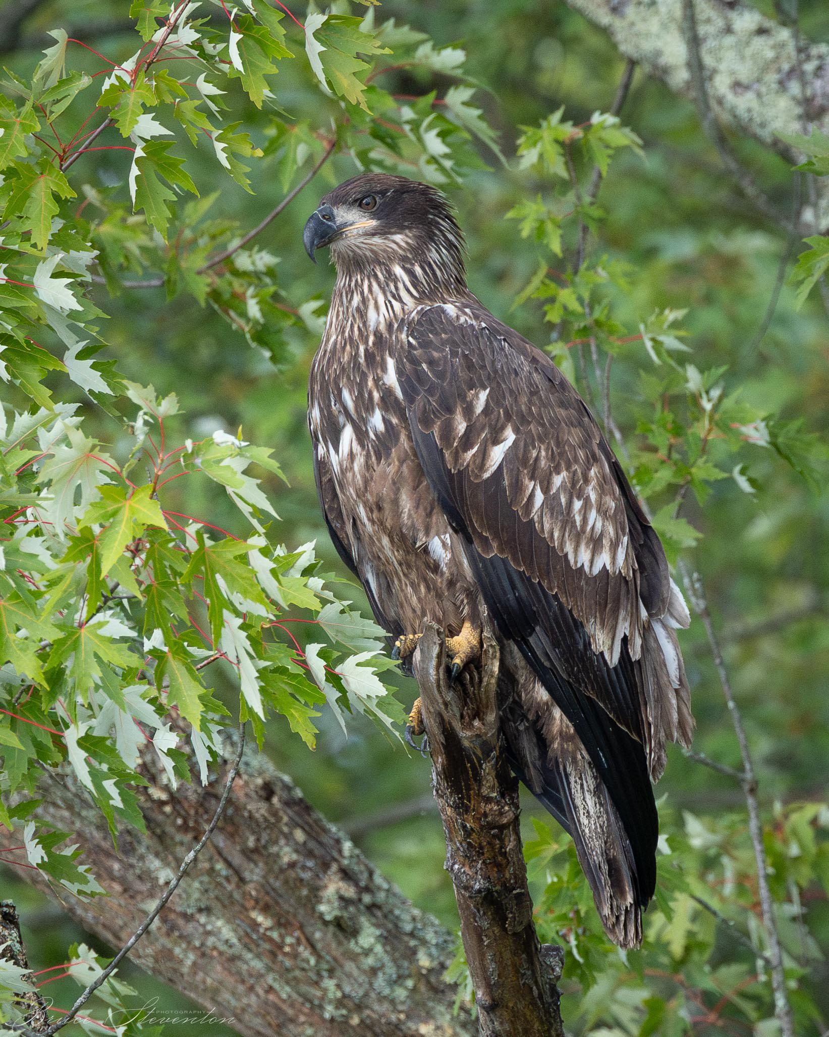 Bald Eagle, Immature