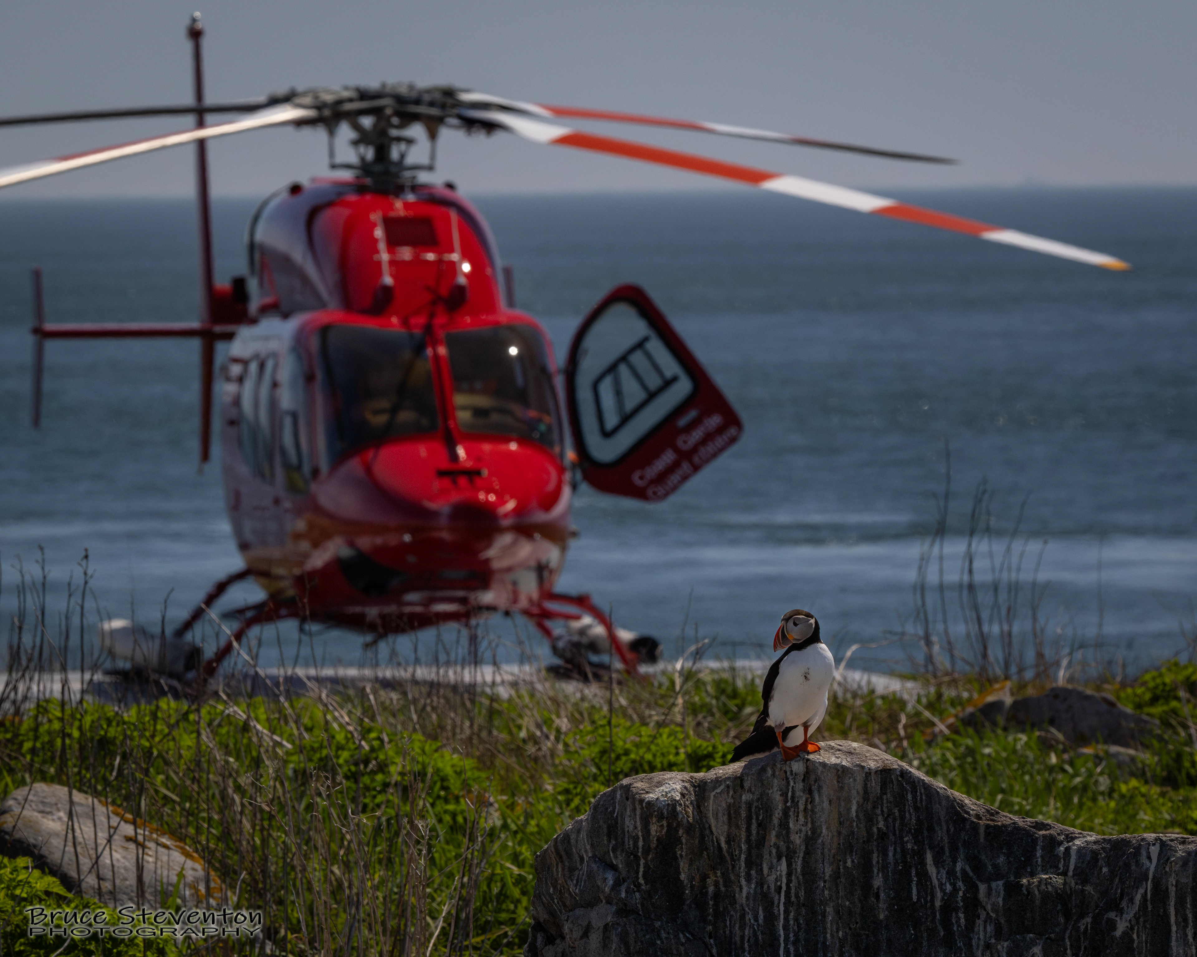 Big Red Bird & Puffin