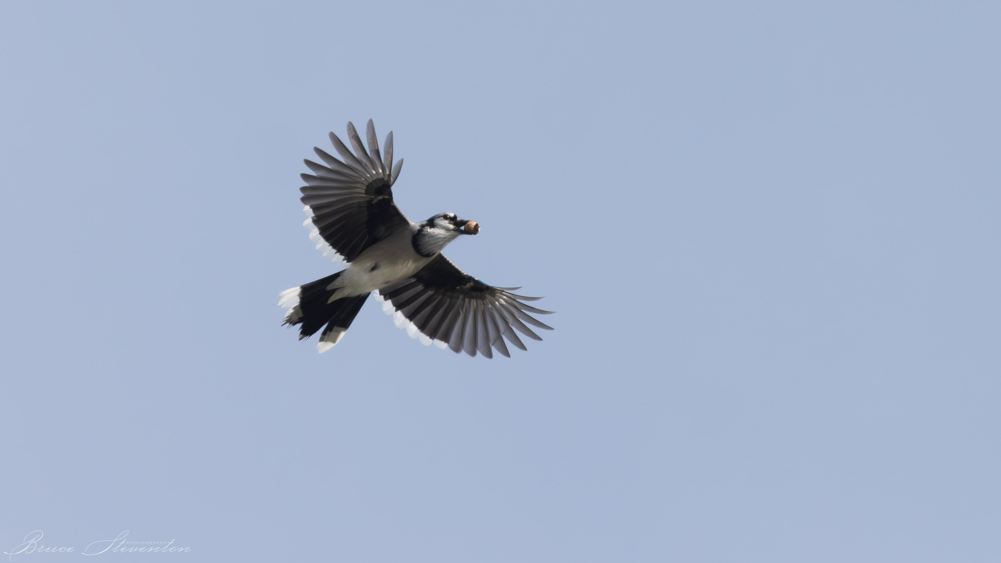 Blue Jay