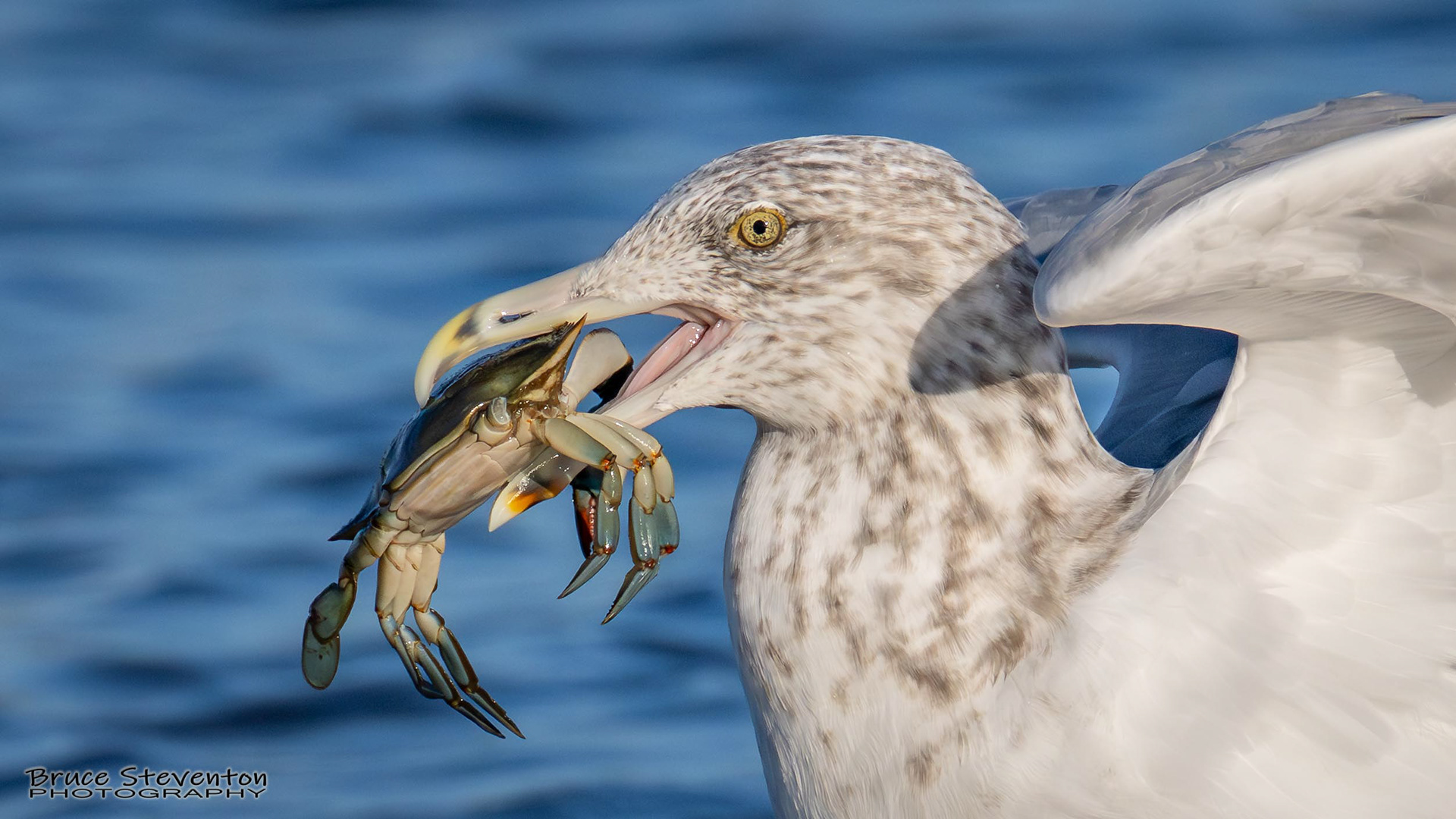 Herring Gull