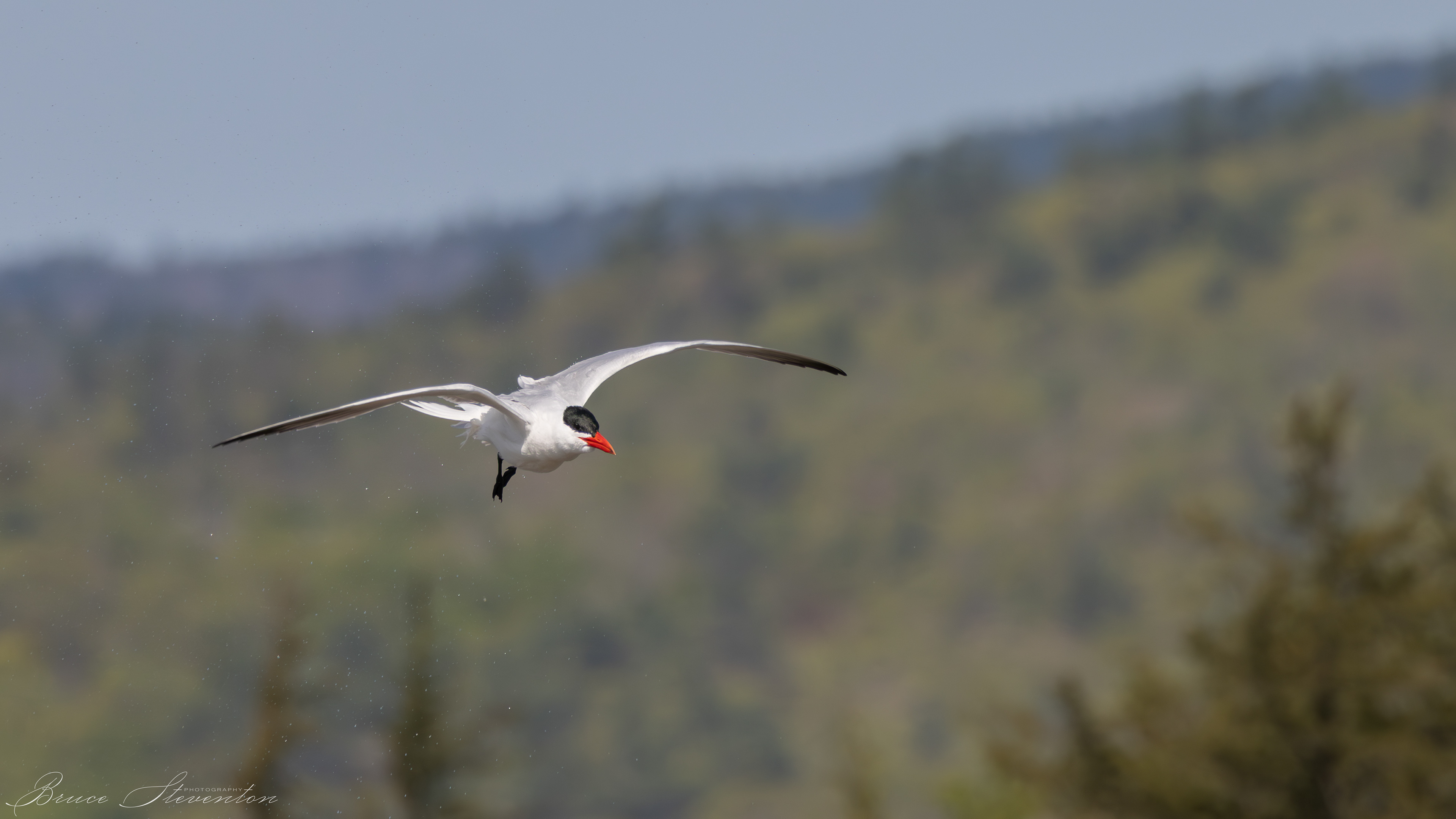 Common Tern