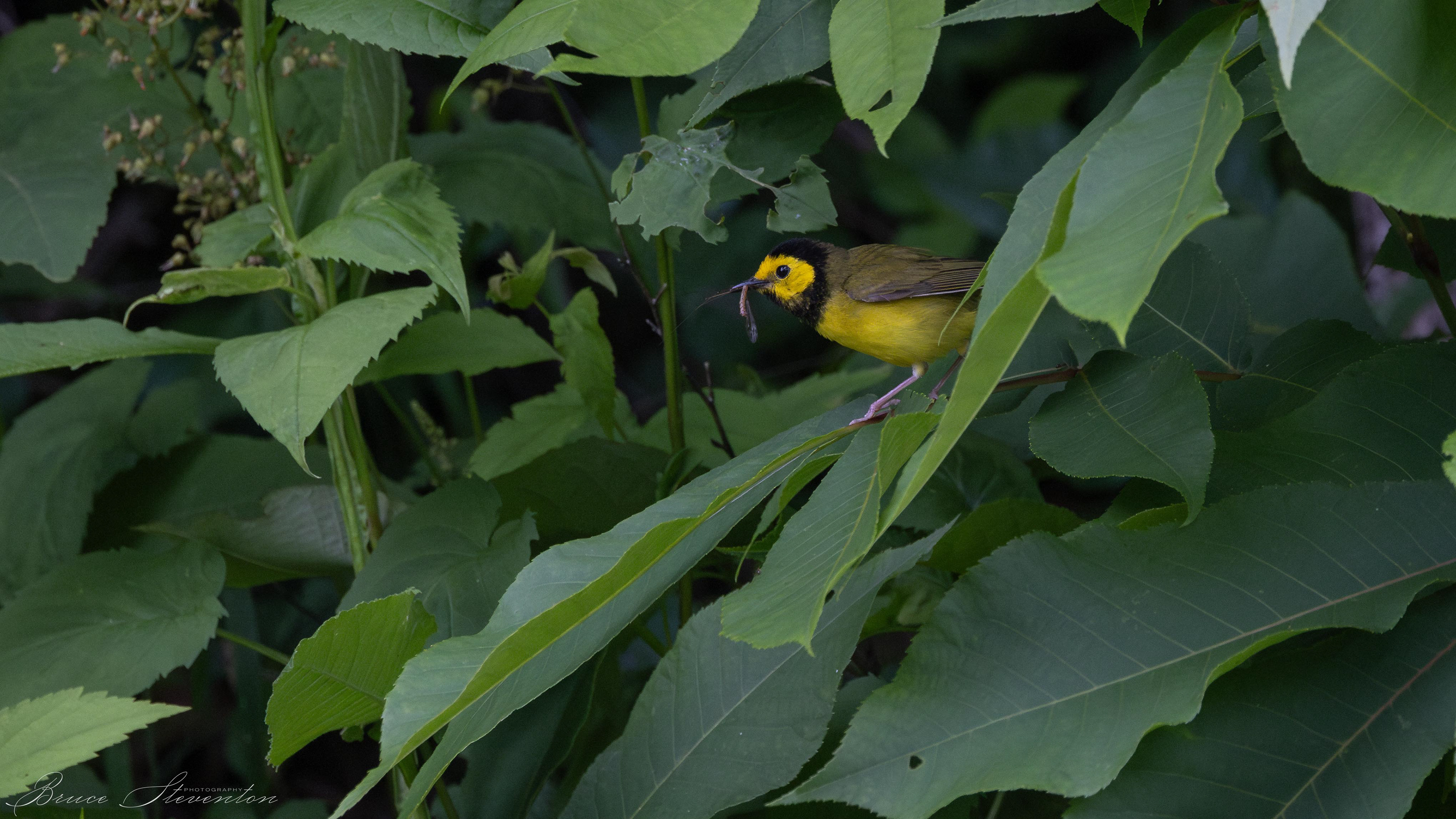 Hooded Warbler - Blue Ridge Parkway