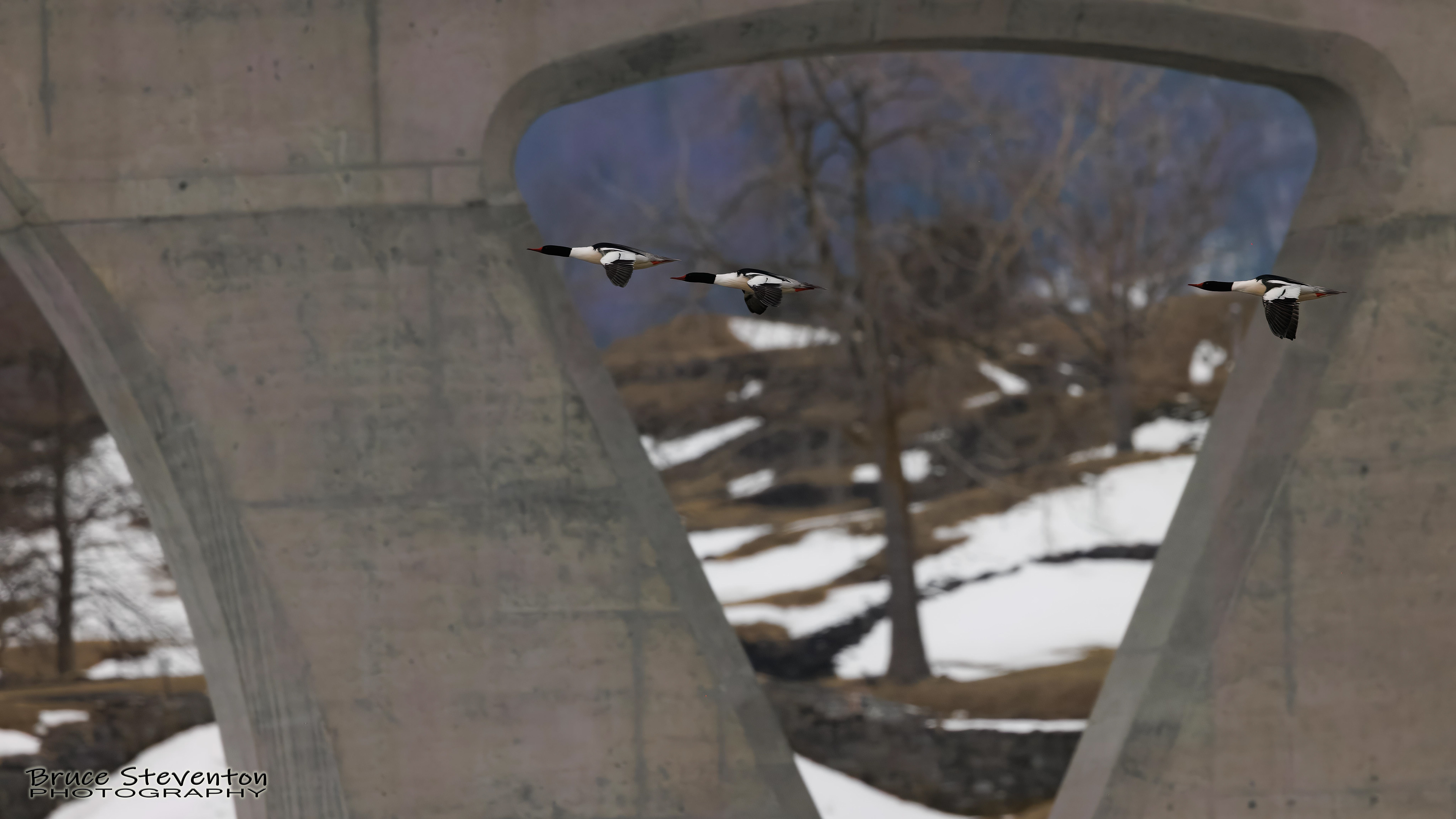 Common Merganser (M) - Addison, VT