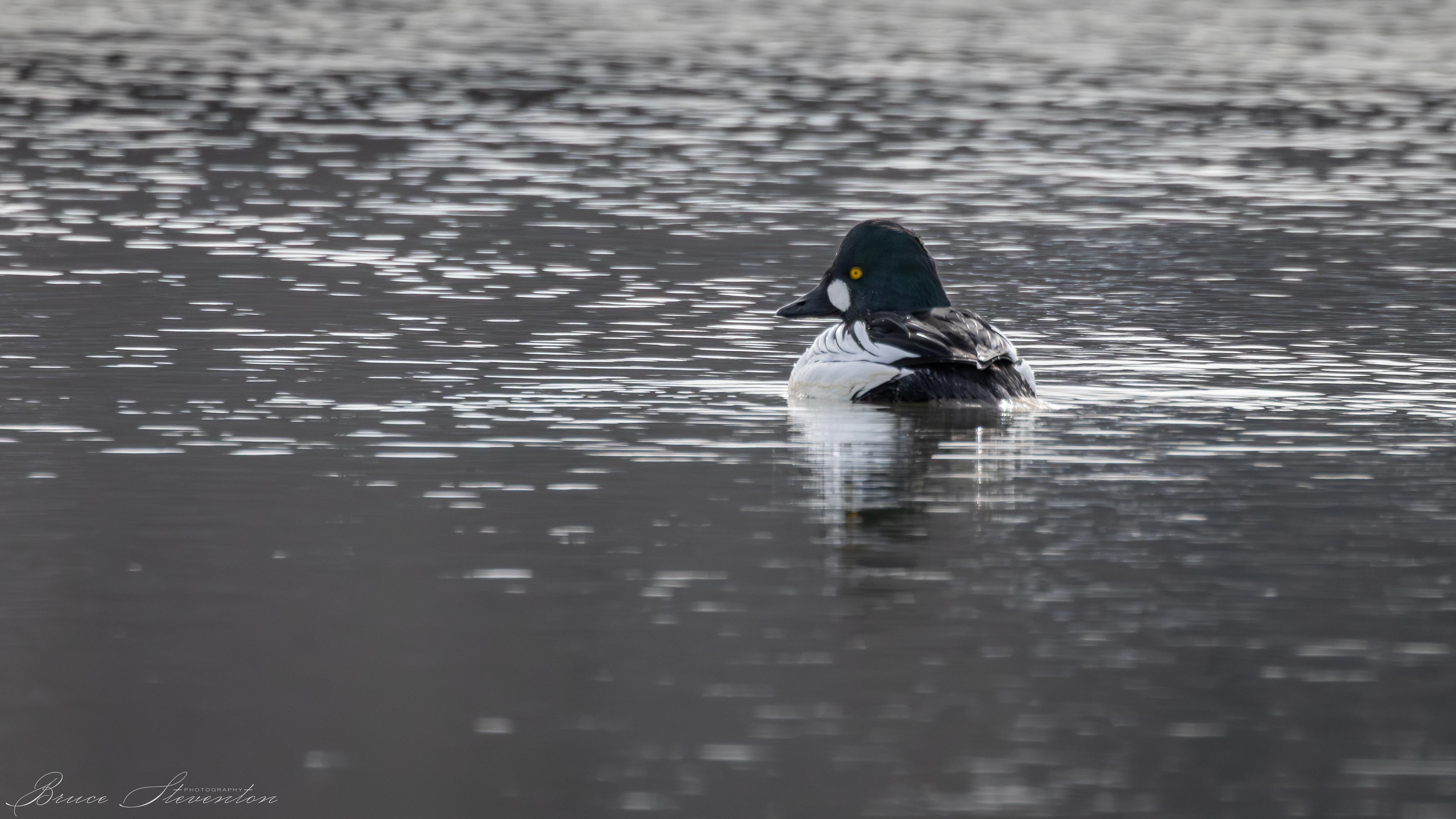 Common Goldeneye - Male