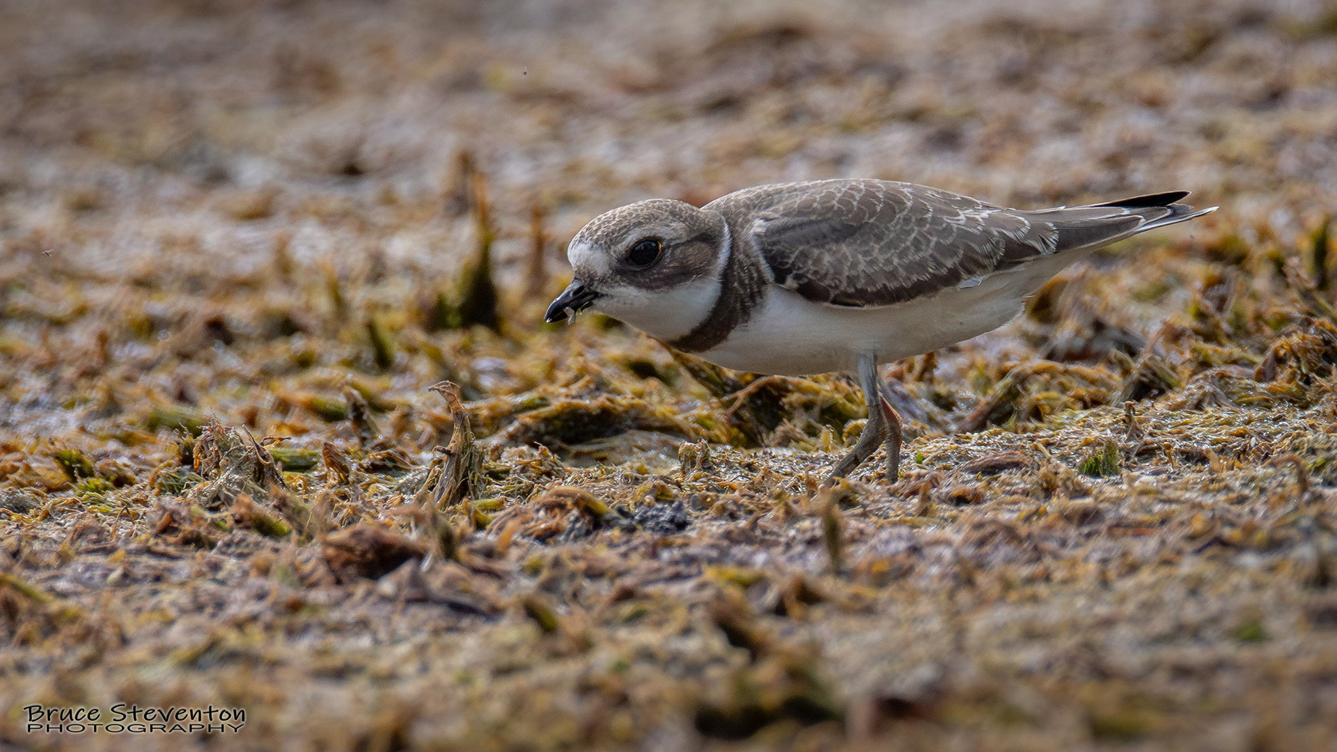 Semipalmated Plover