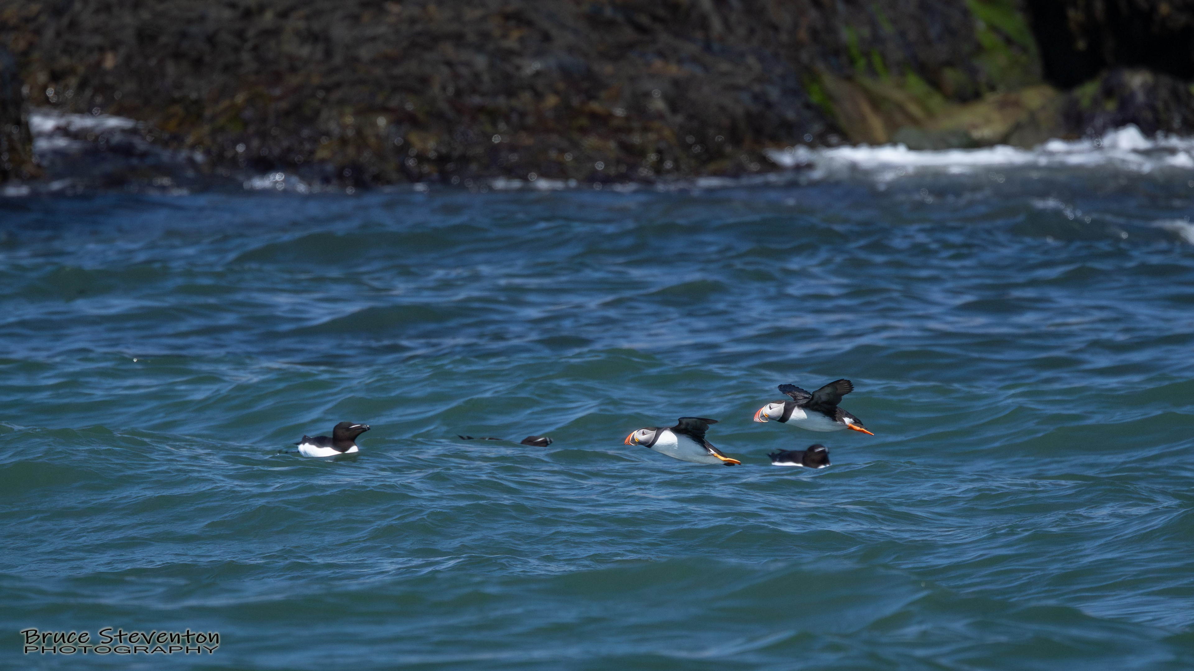 Atlantic Puffin