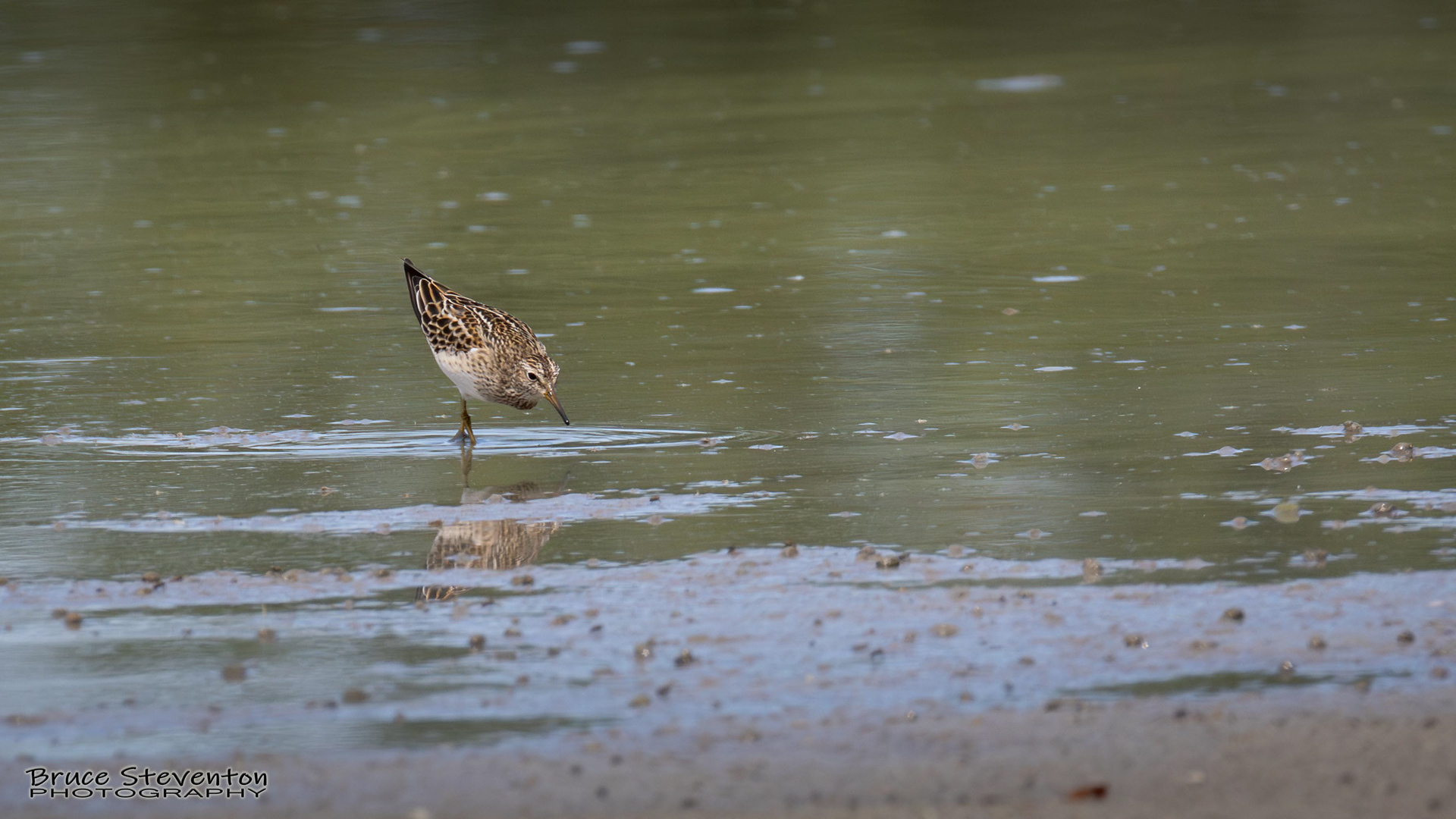 Pectoral Sandpiper