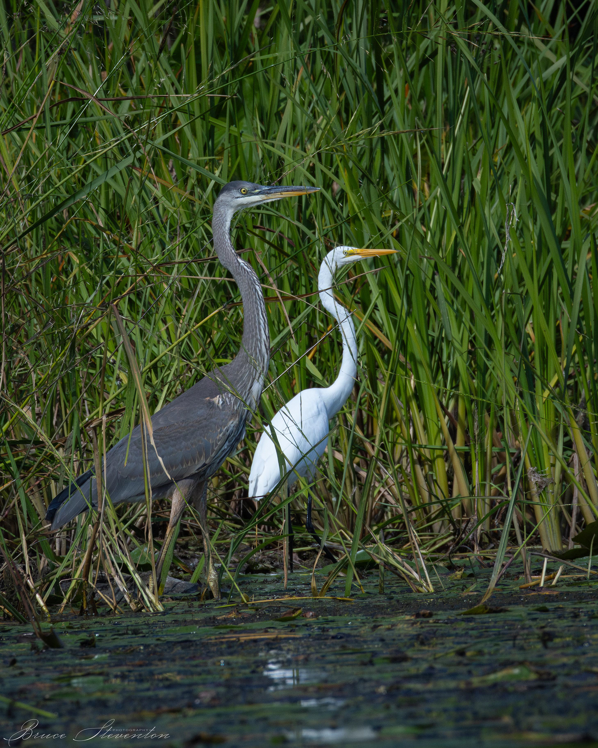 Great Blue Heron & Great Egret