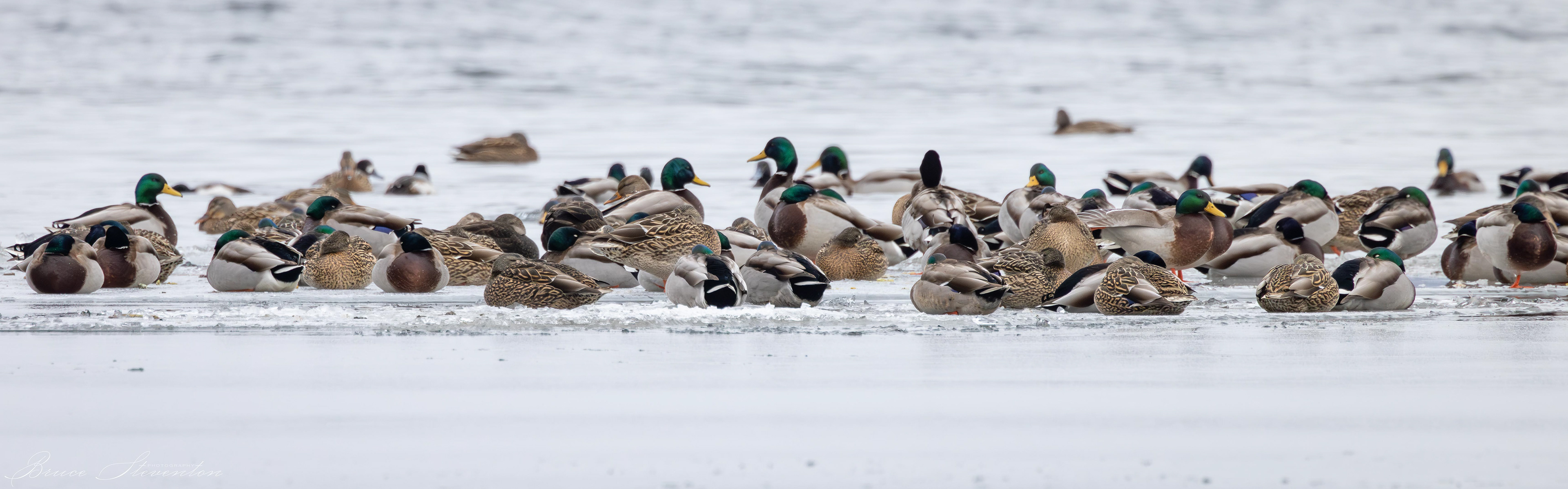 Ducks on Ice