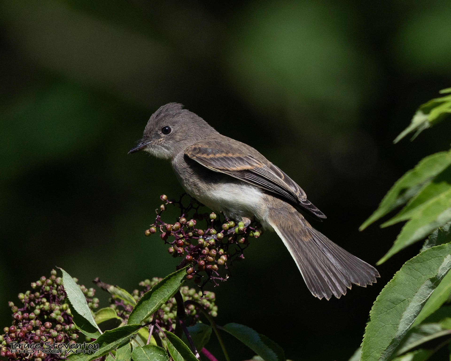 Eastern Phoebe