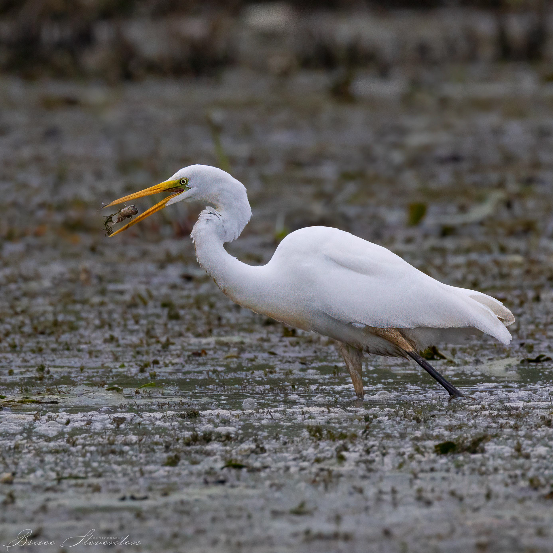 Great Egret
