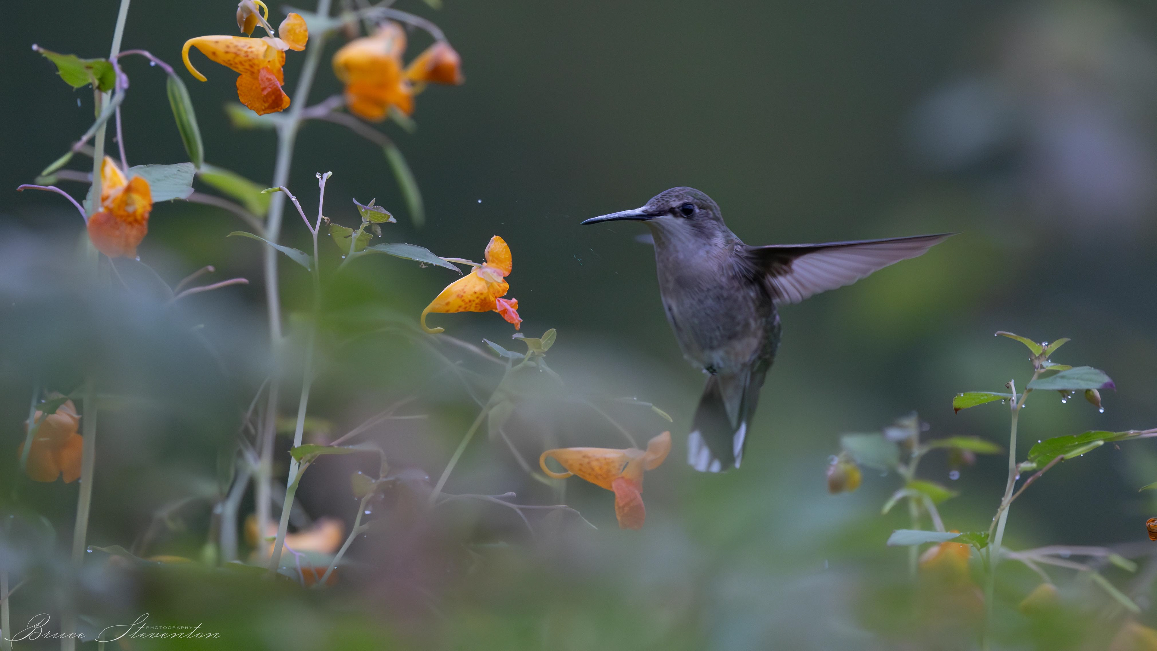 Ruby-throated Hummingbird on Jewel Weed