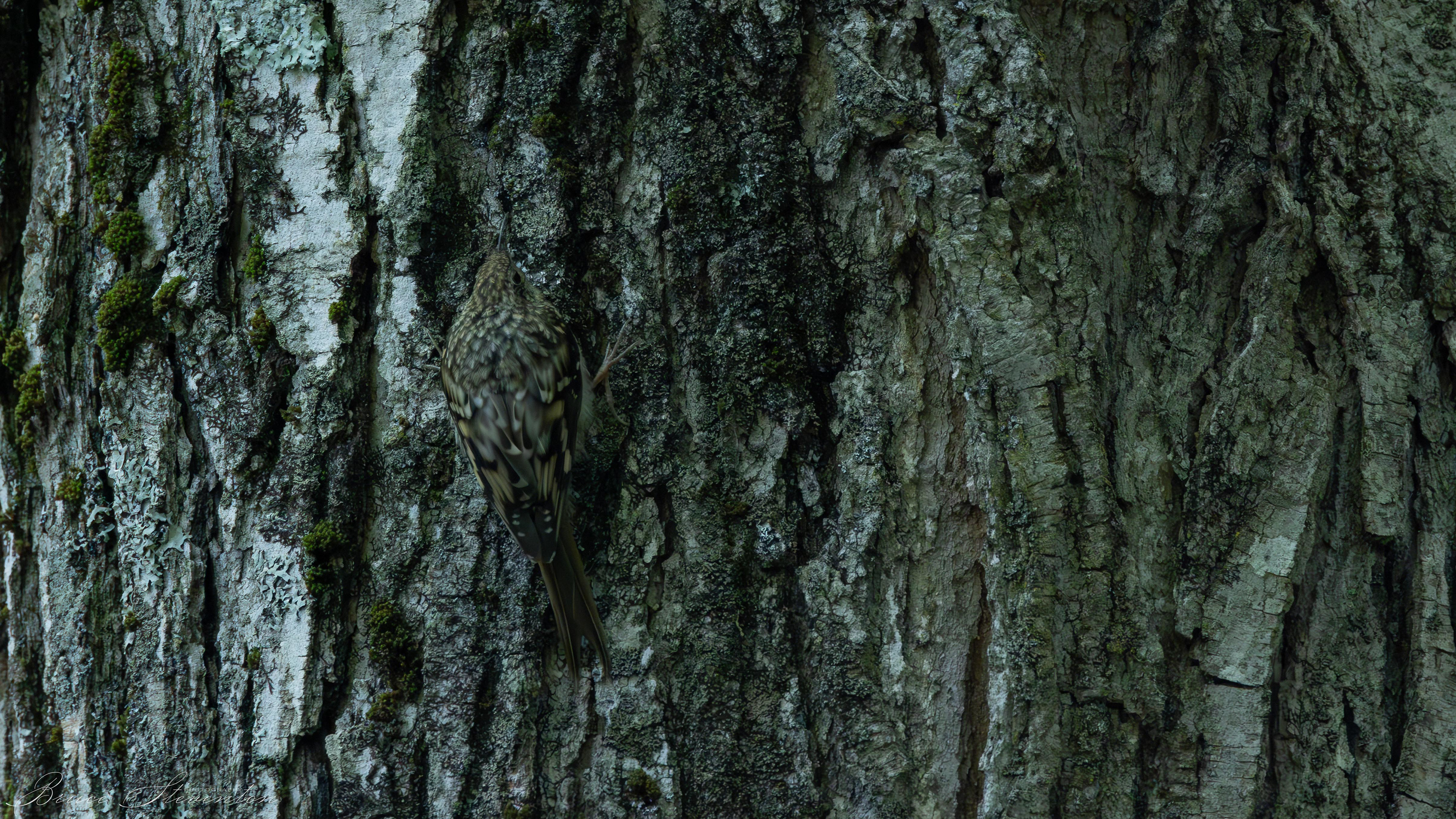 Always creeping. The shadowy form walks up the bark of a large tree.