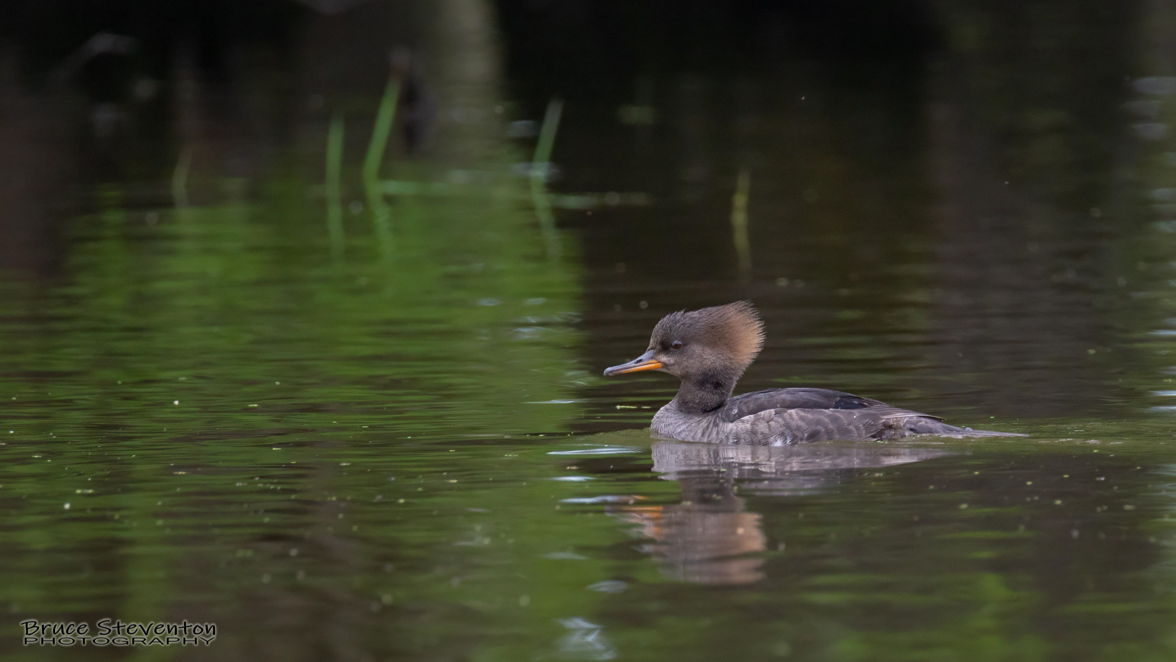 Hooded Merganser (F) - Vergennes, VT