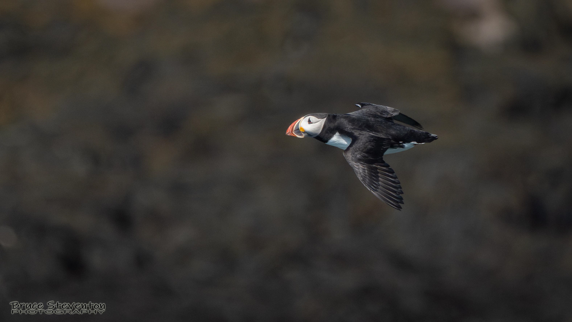 Atlantic Puffin
