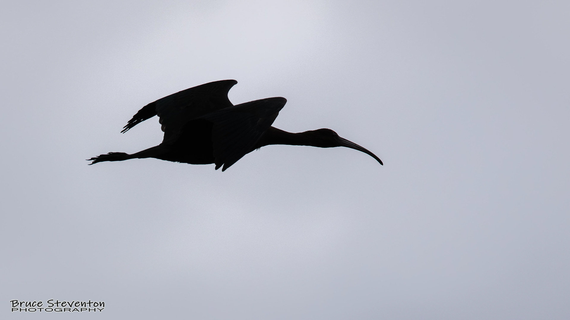 Glossy Ibis