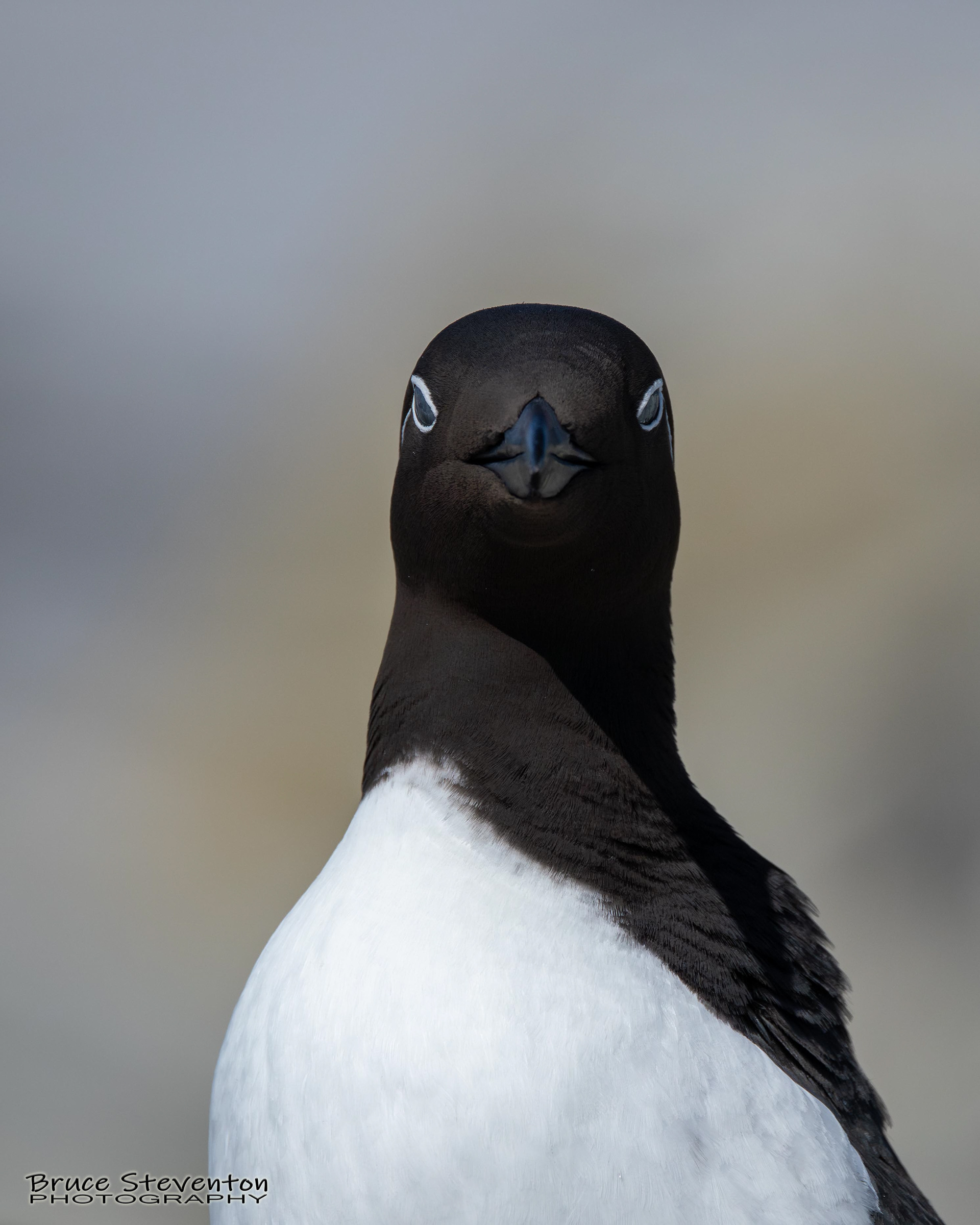 Common Murre