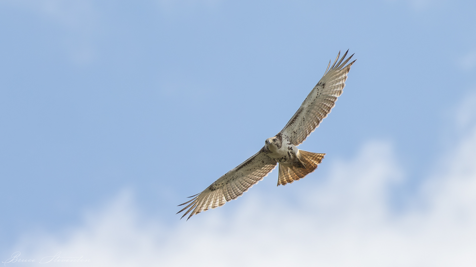 Red-tailed Hawk; soaring and scanning below.
