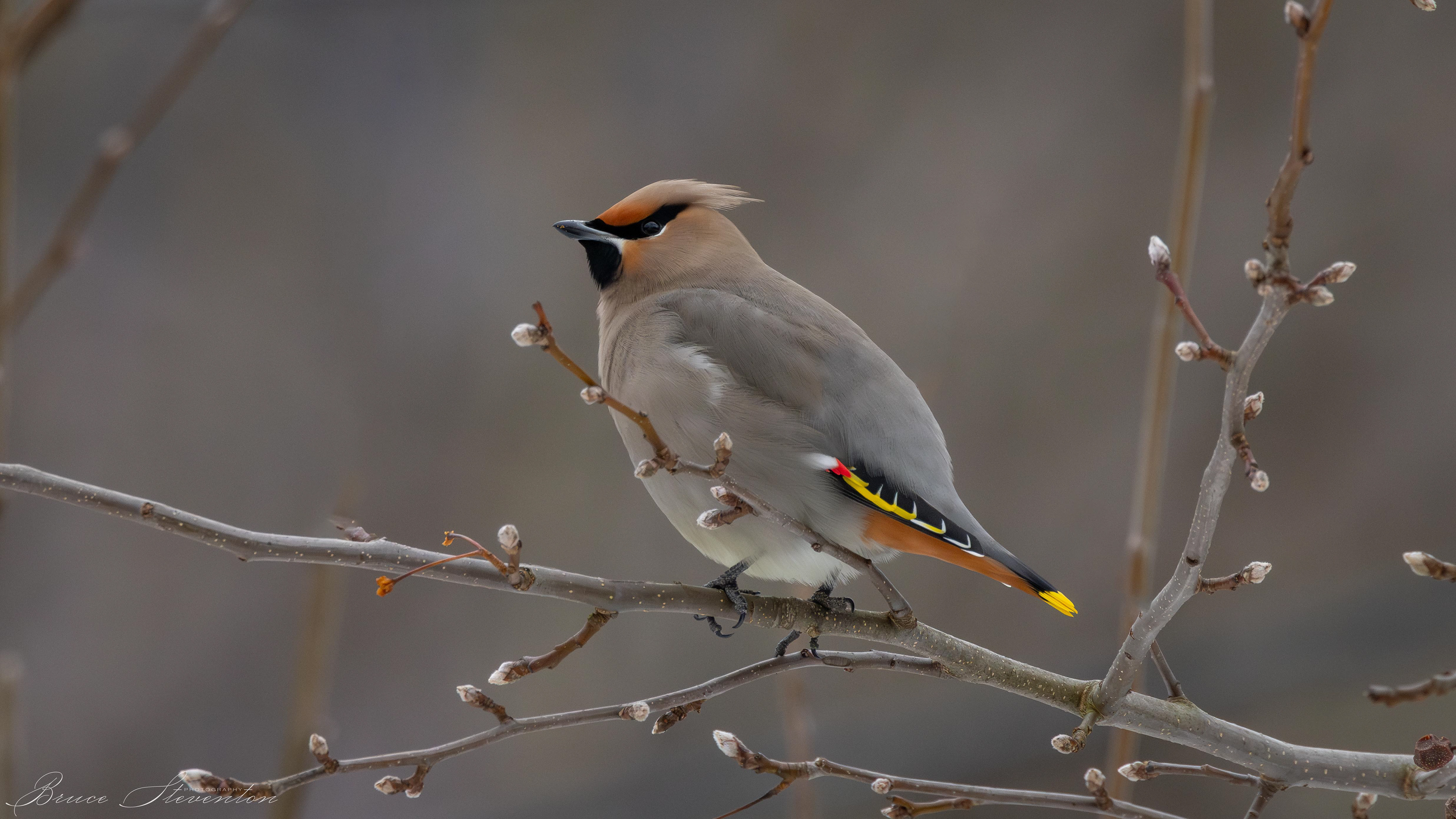 On the lookout for other waxwings, and any dangers as well.  Hawks, Owls and Falcons are constant threats.  It's easier for predators to catch a bird unaware if they don't have the flock to help watch.
