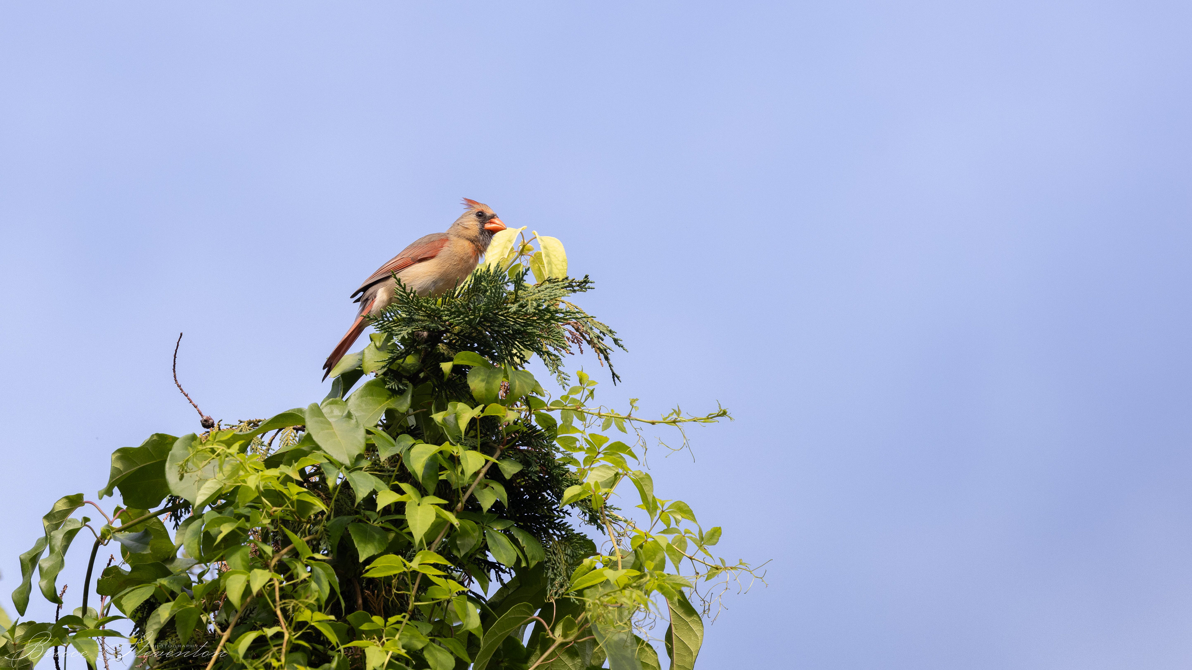 Northern Cardinal (F)