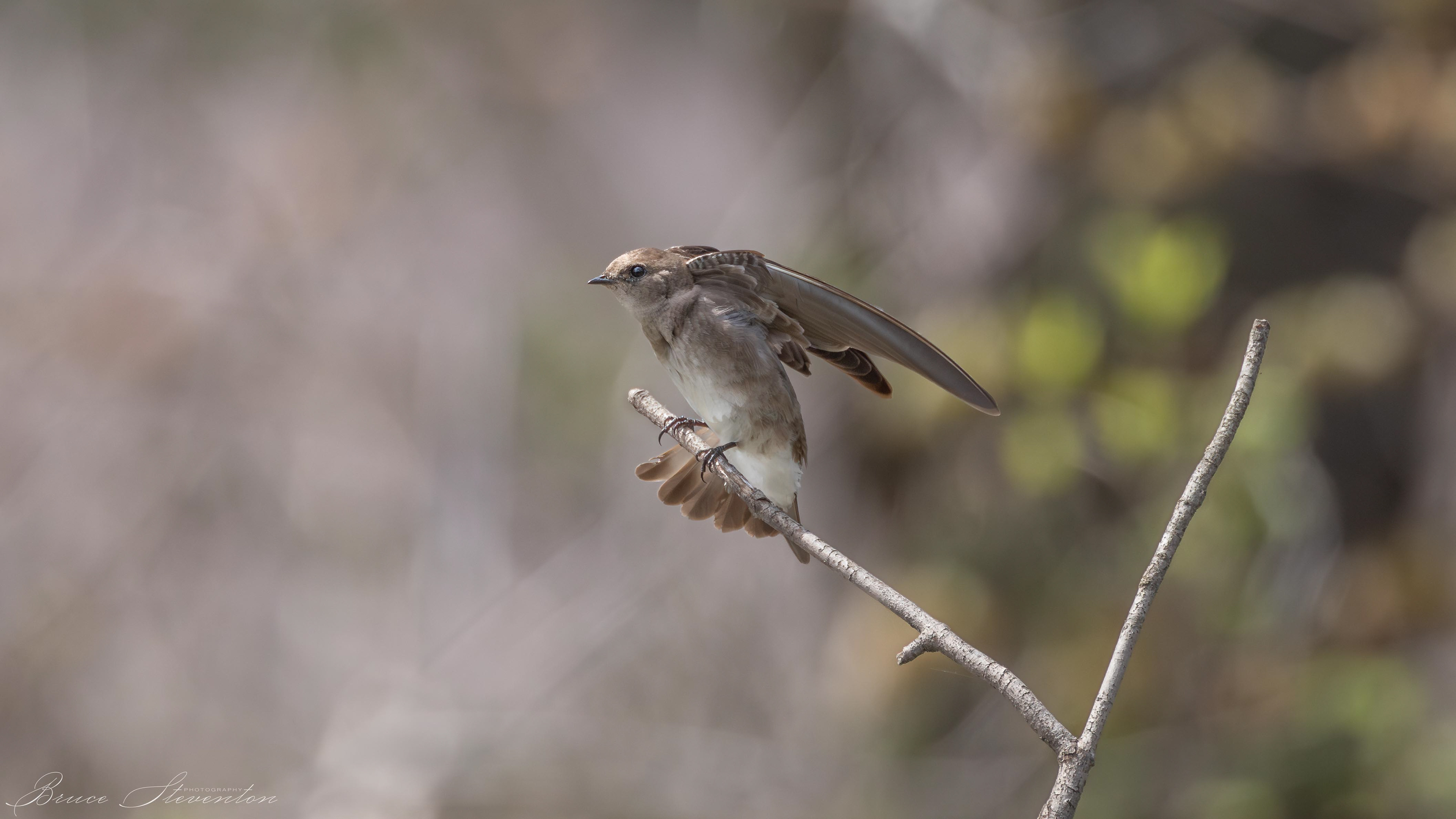 Rough-winged Swallow