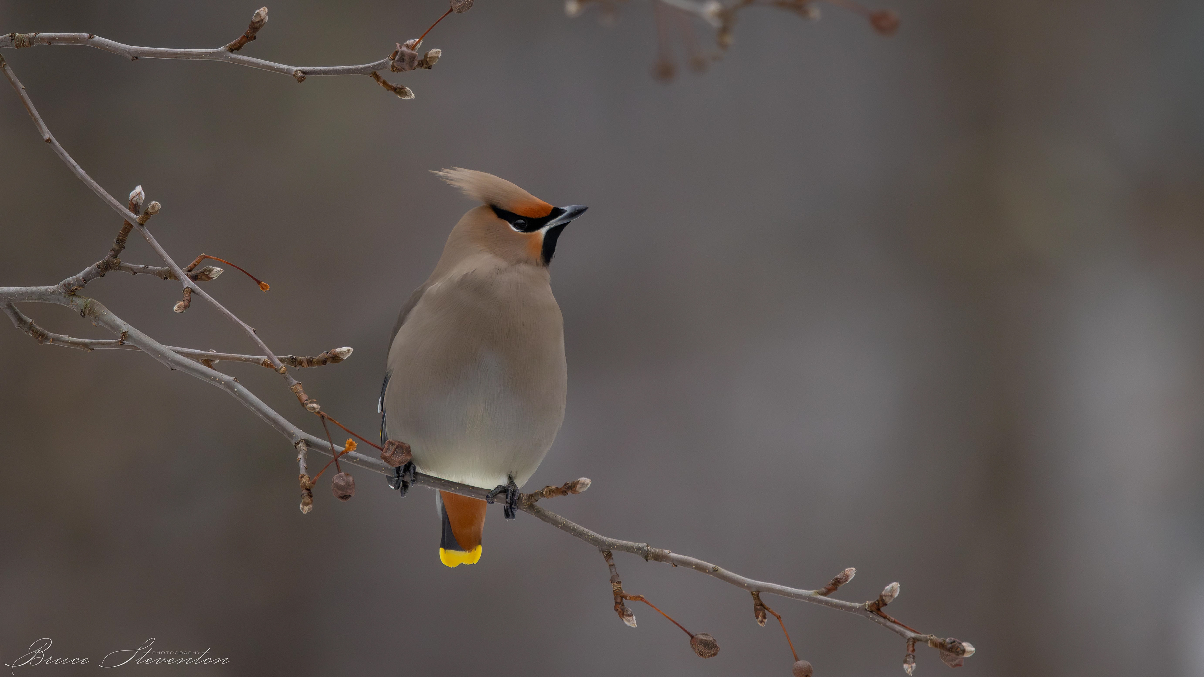 Even with bright yellow markings, this waxwing was surprising well camouflaged. 