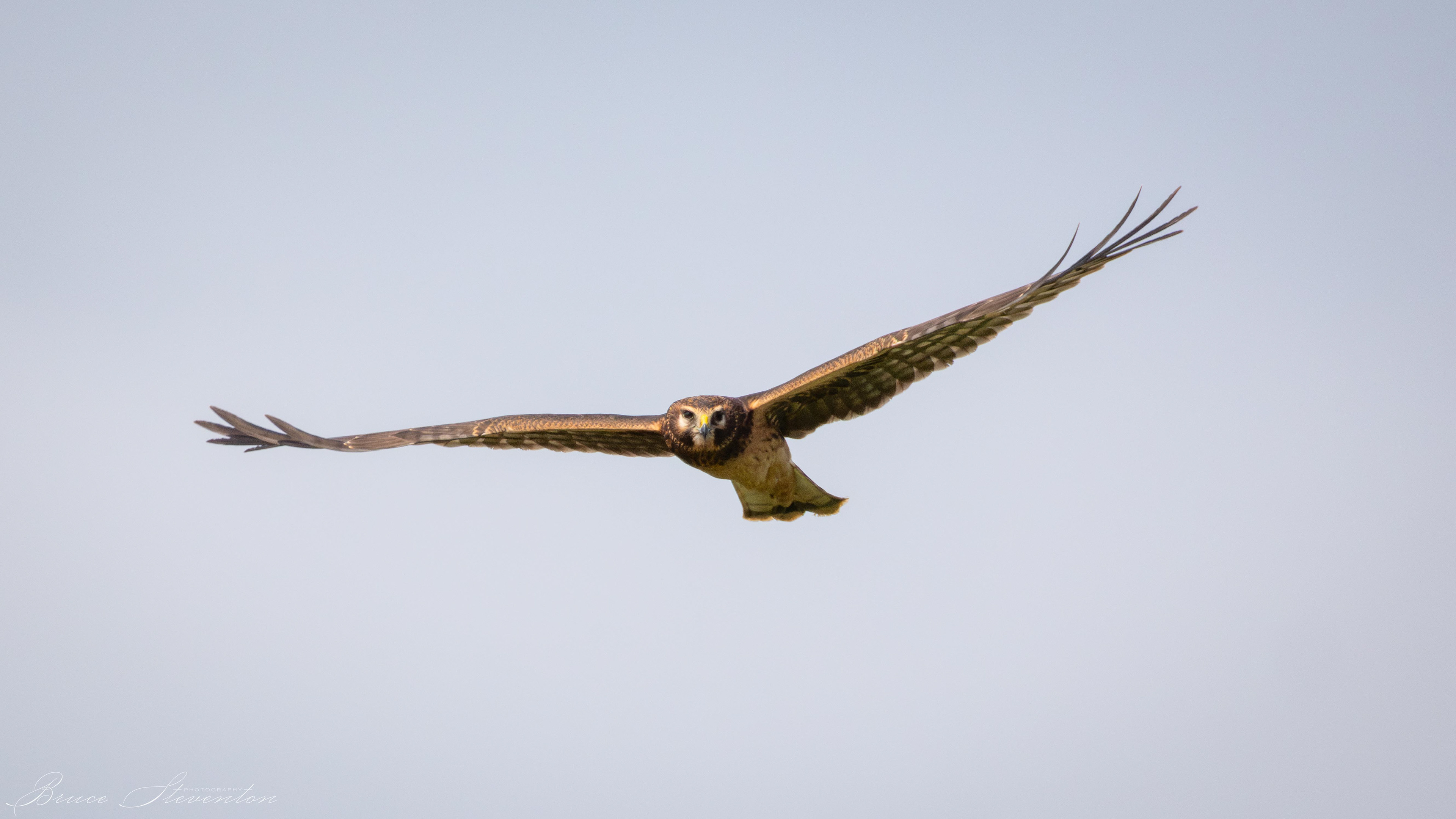 Northern Harrier (F)