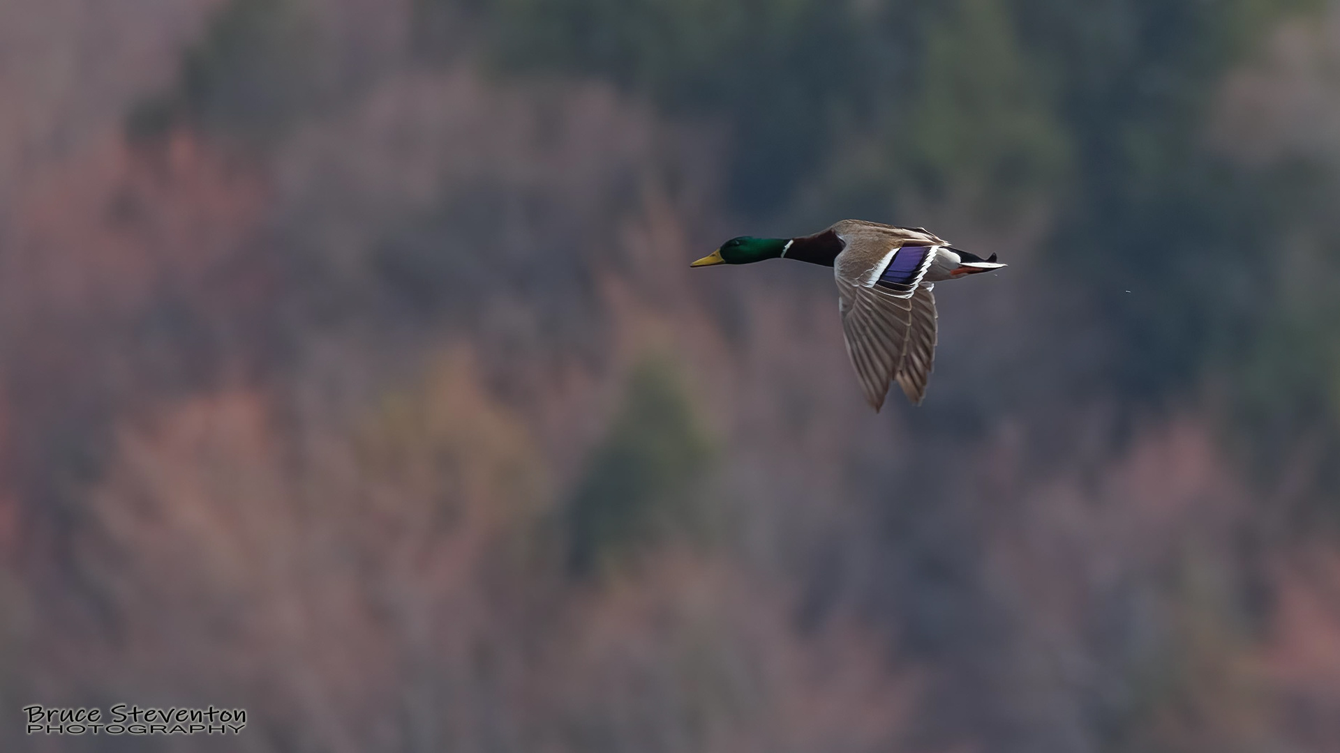 Mallard (M) - Bristol, VT