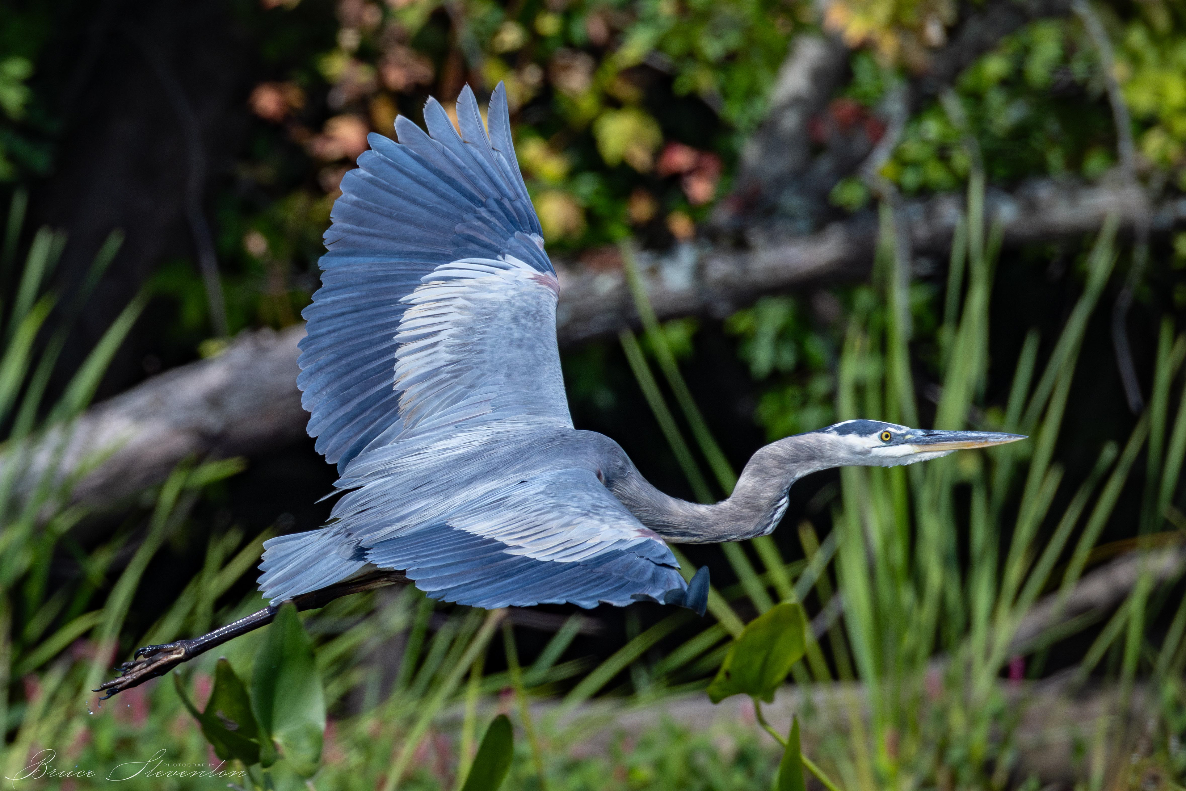 Great Blue Heron