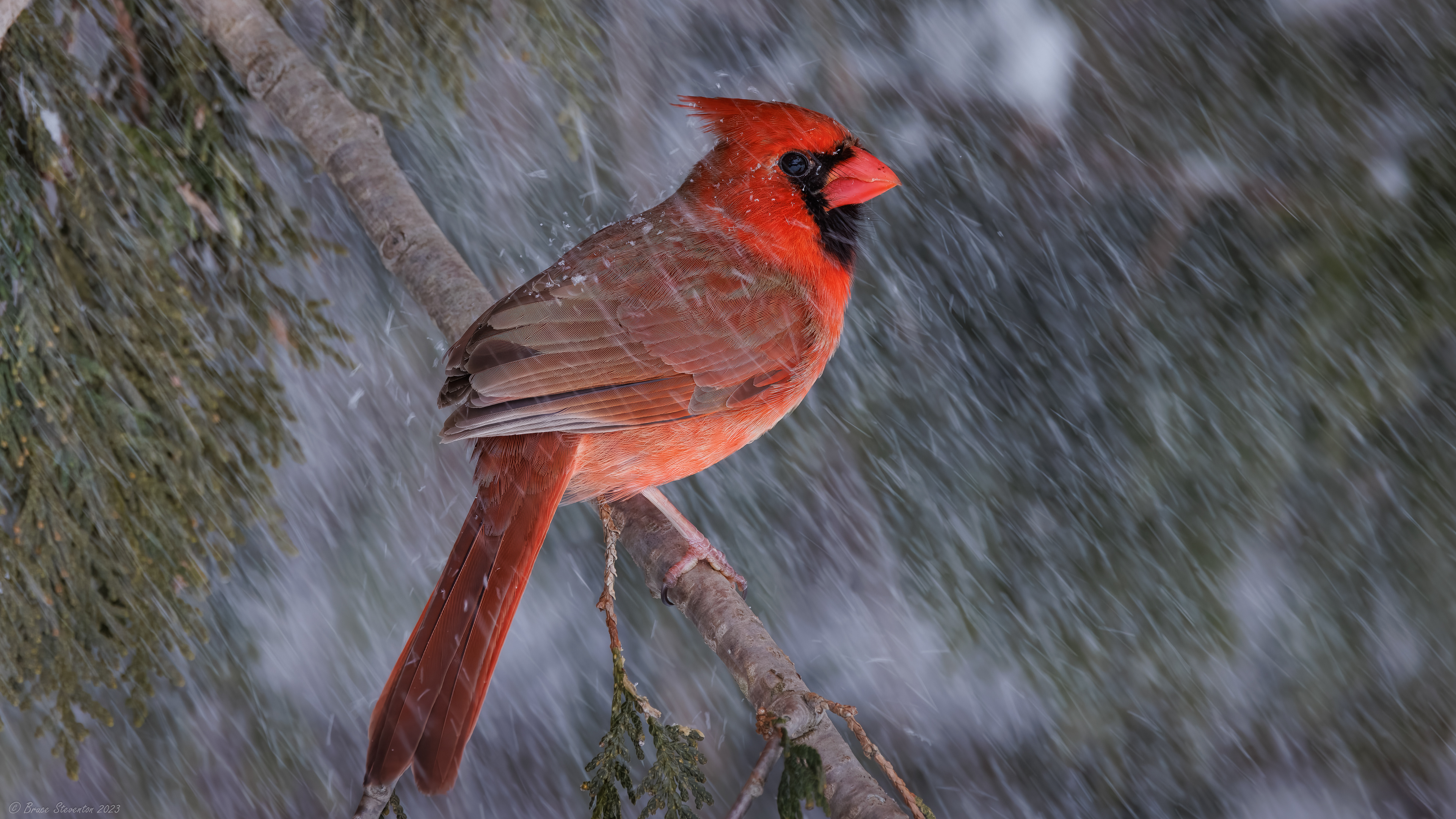 Northern Cardinal