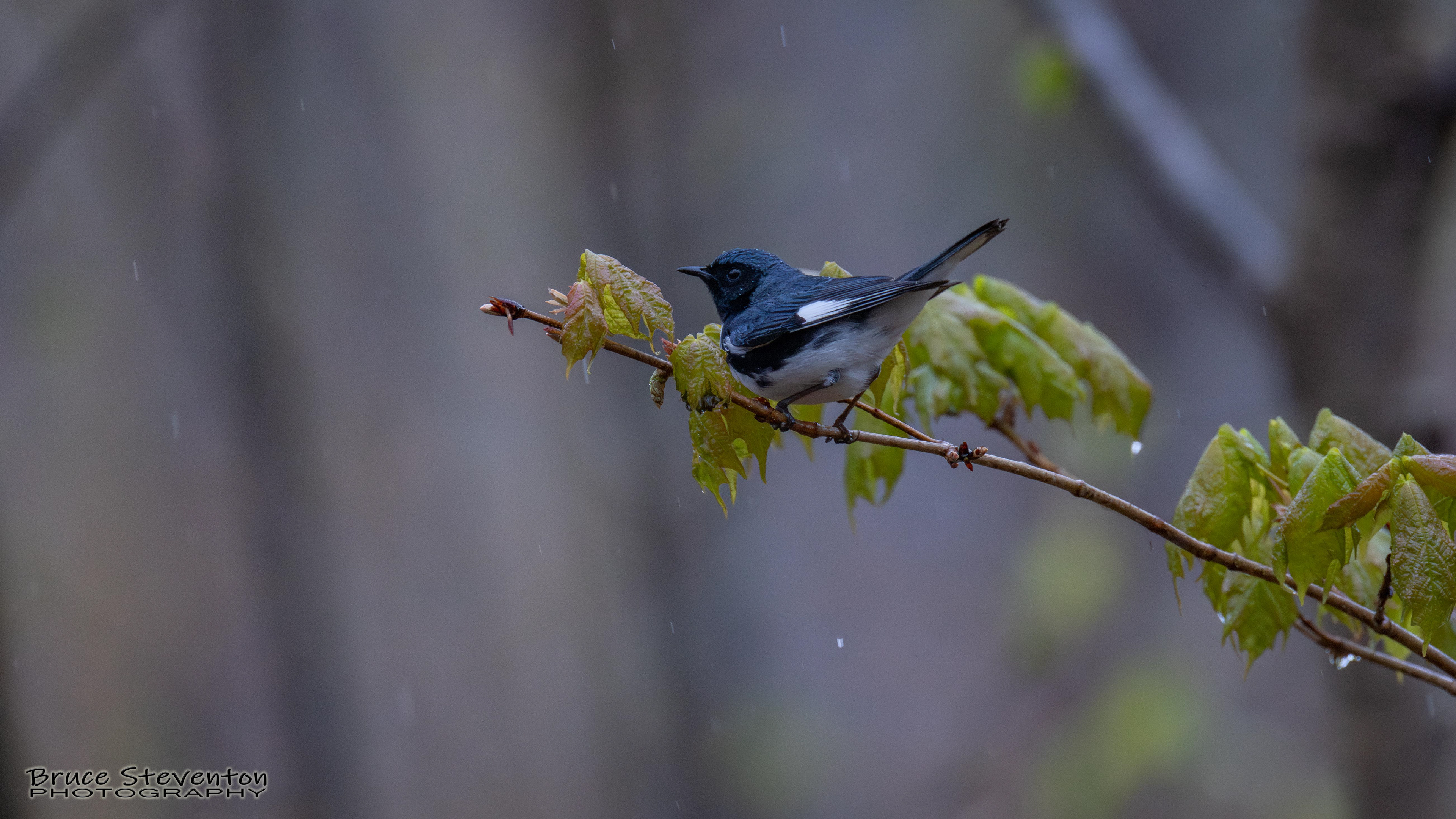 Black-throated Blue Warbler