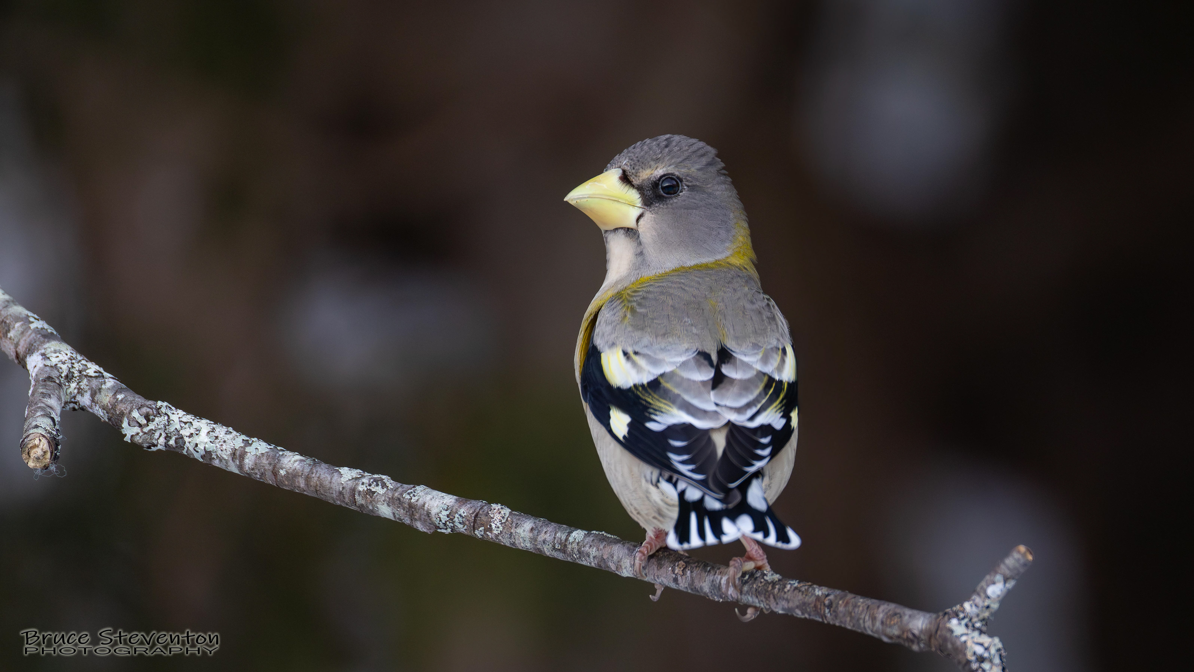 Evening Grosbeak