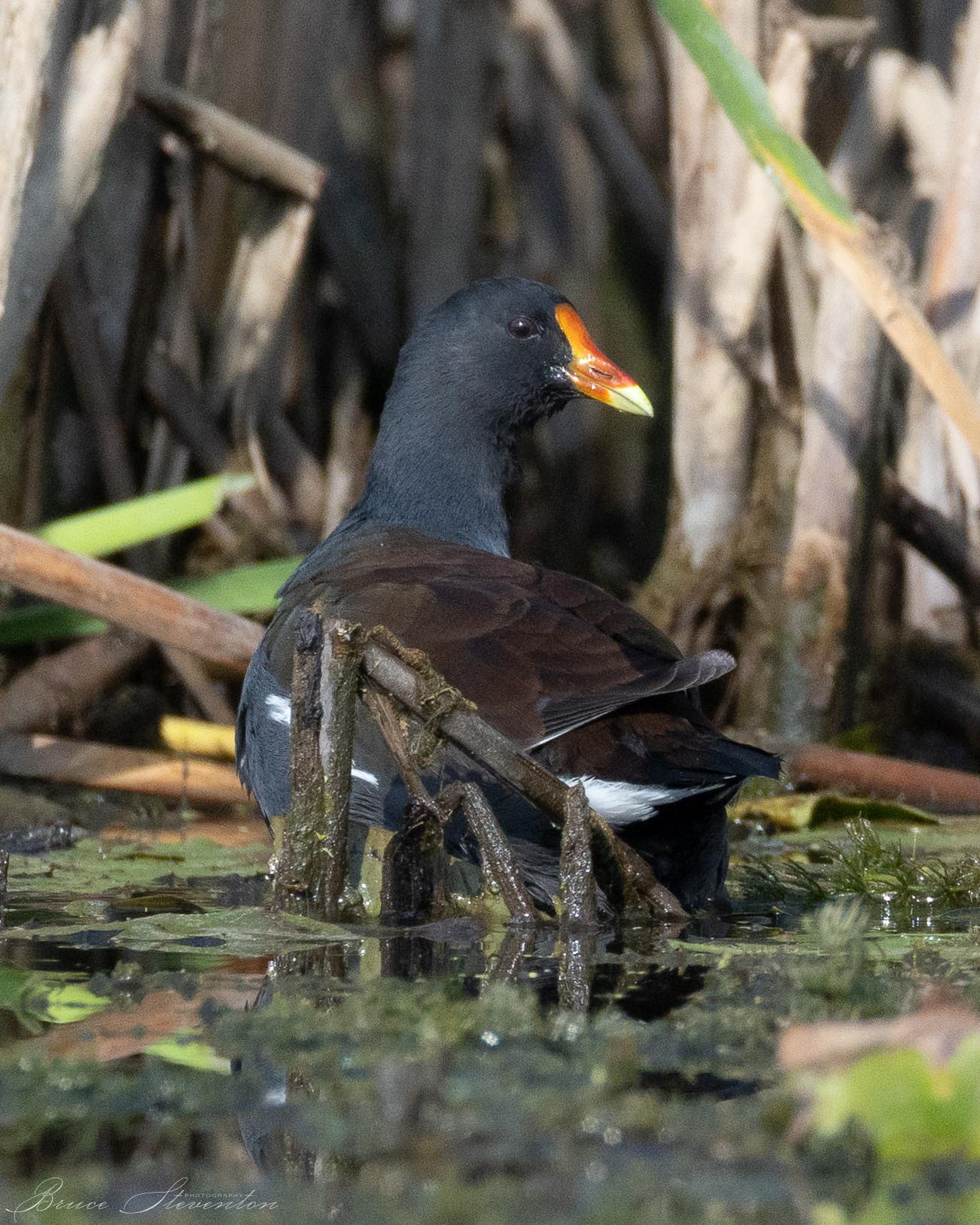 Common Gallinule (M)