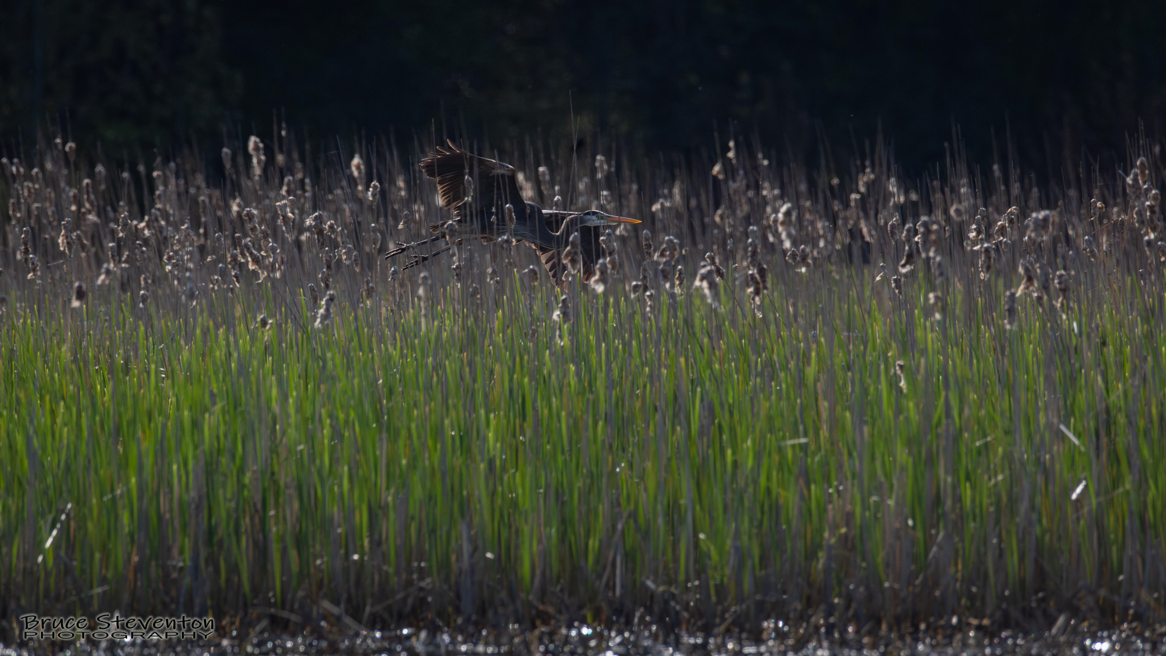 Great Blue Heron