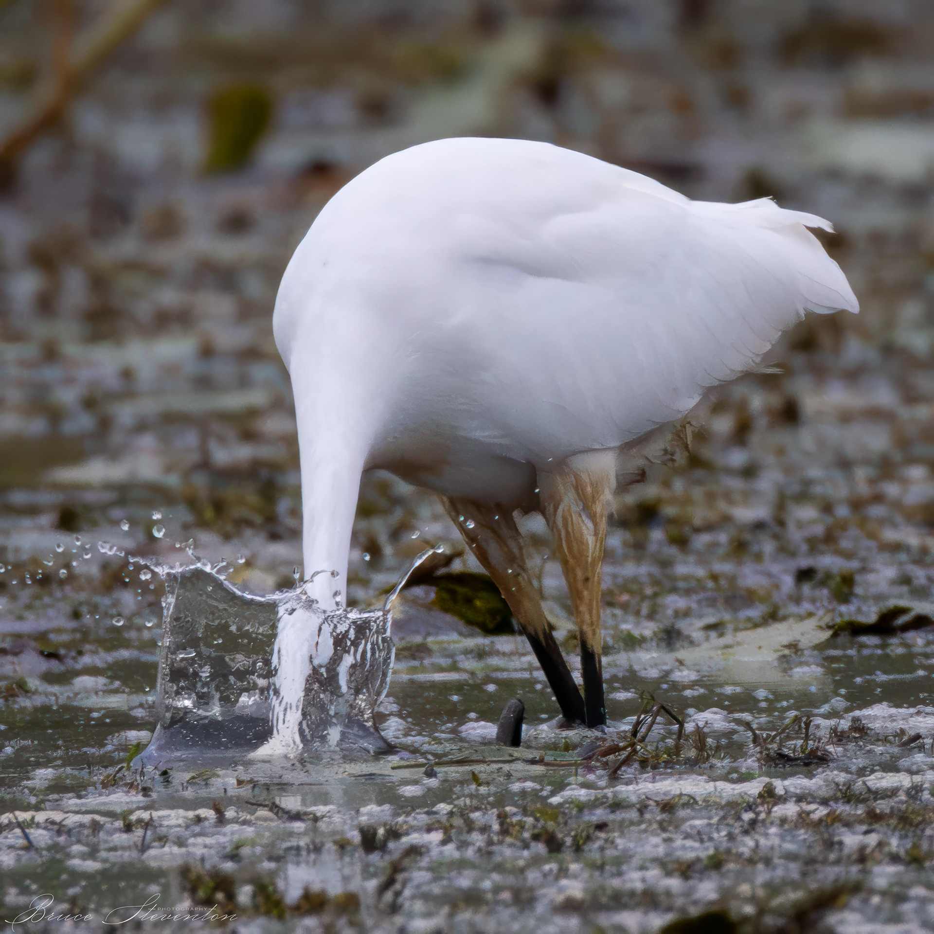 Great Egret