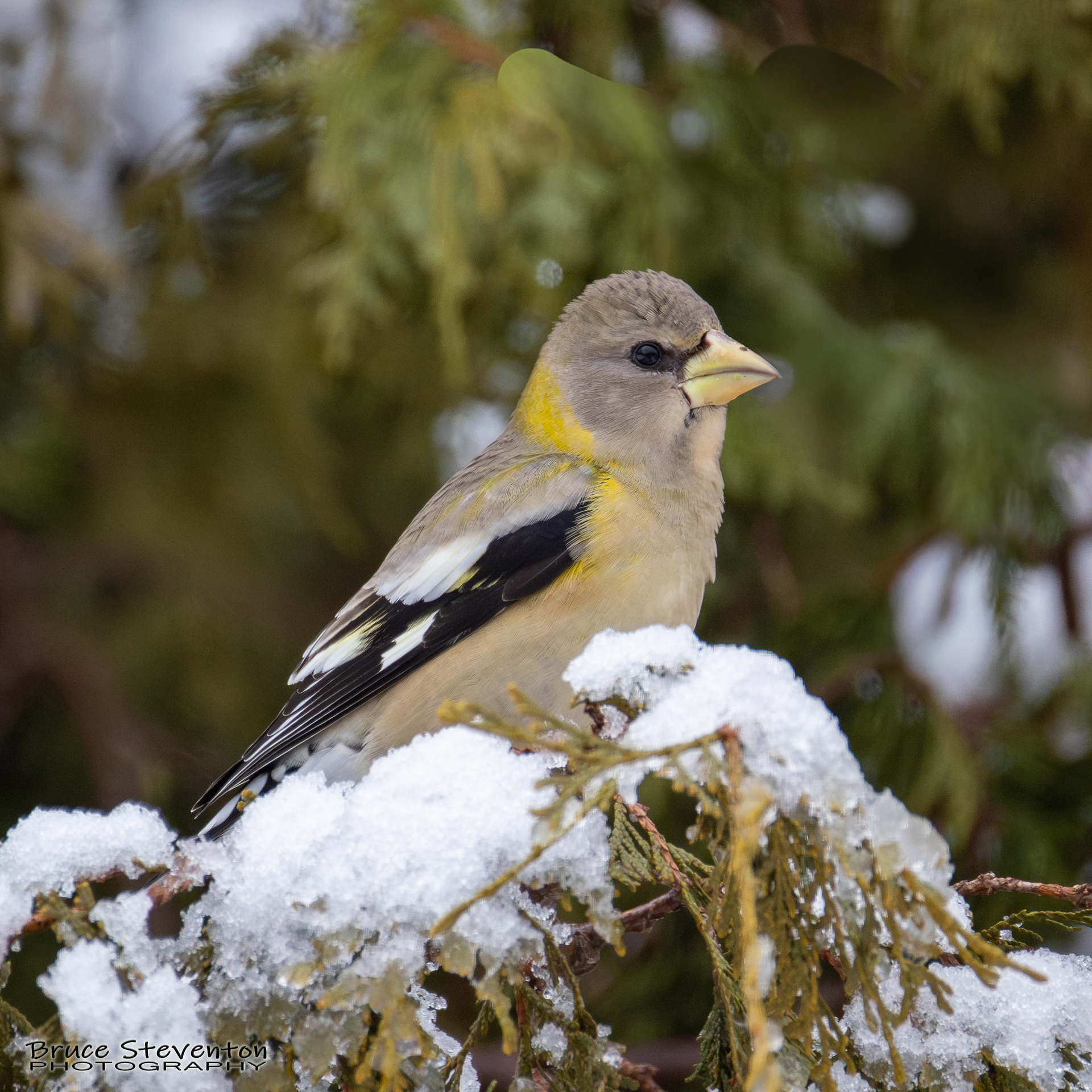 Evening Grosbeak