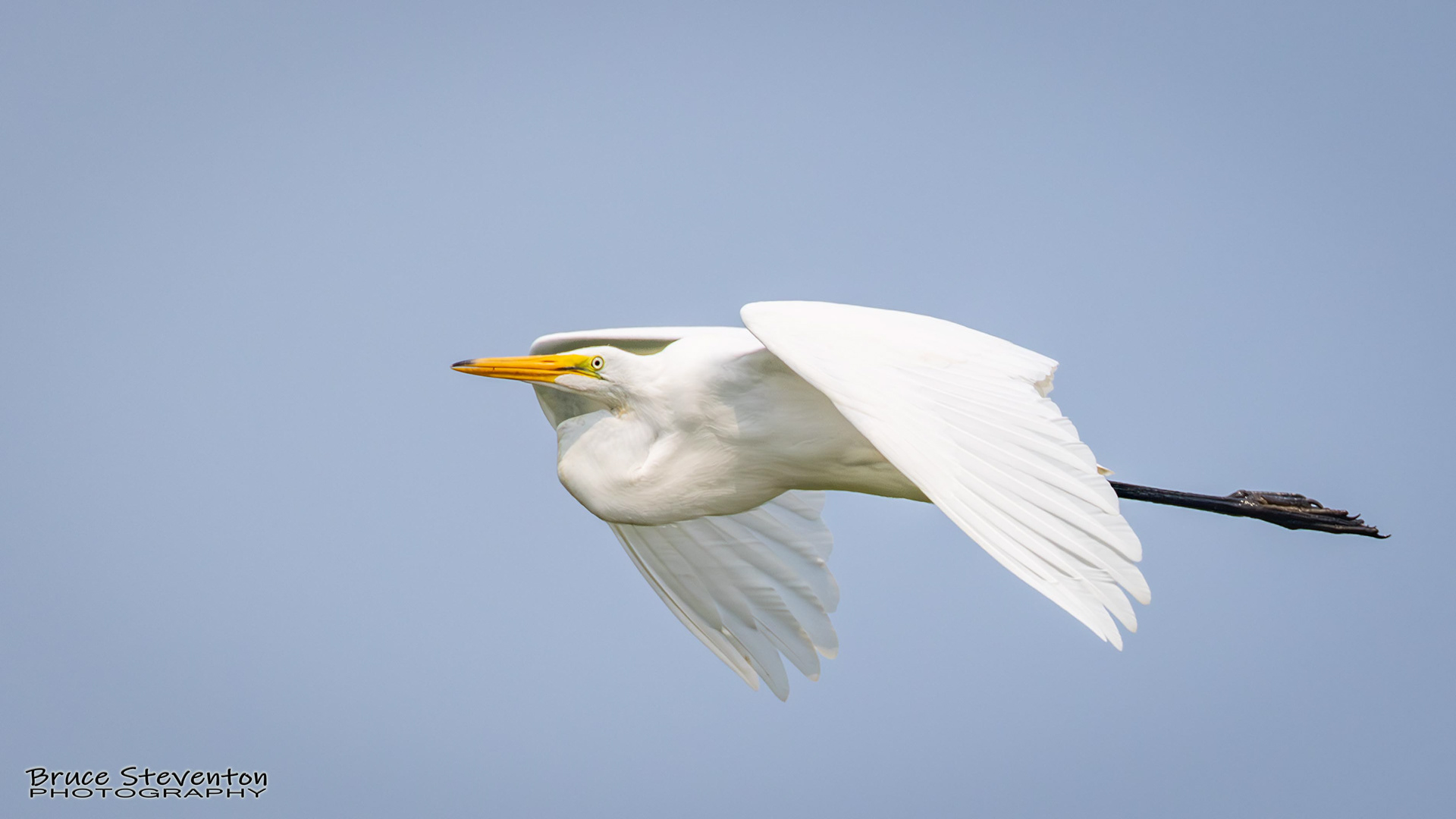 Great Egret