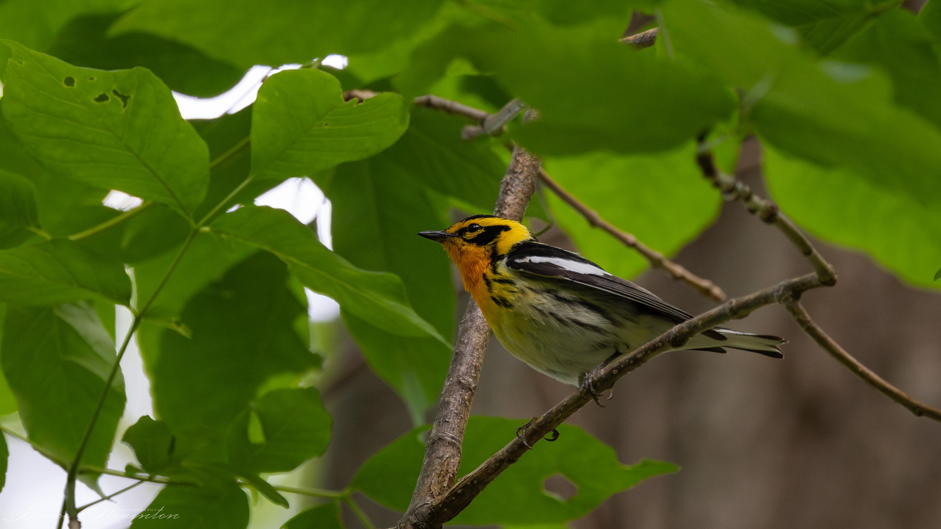 Blackburnian Warbler - Blue Ridge Parkway