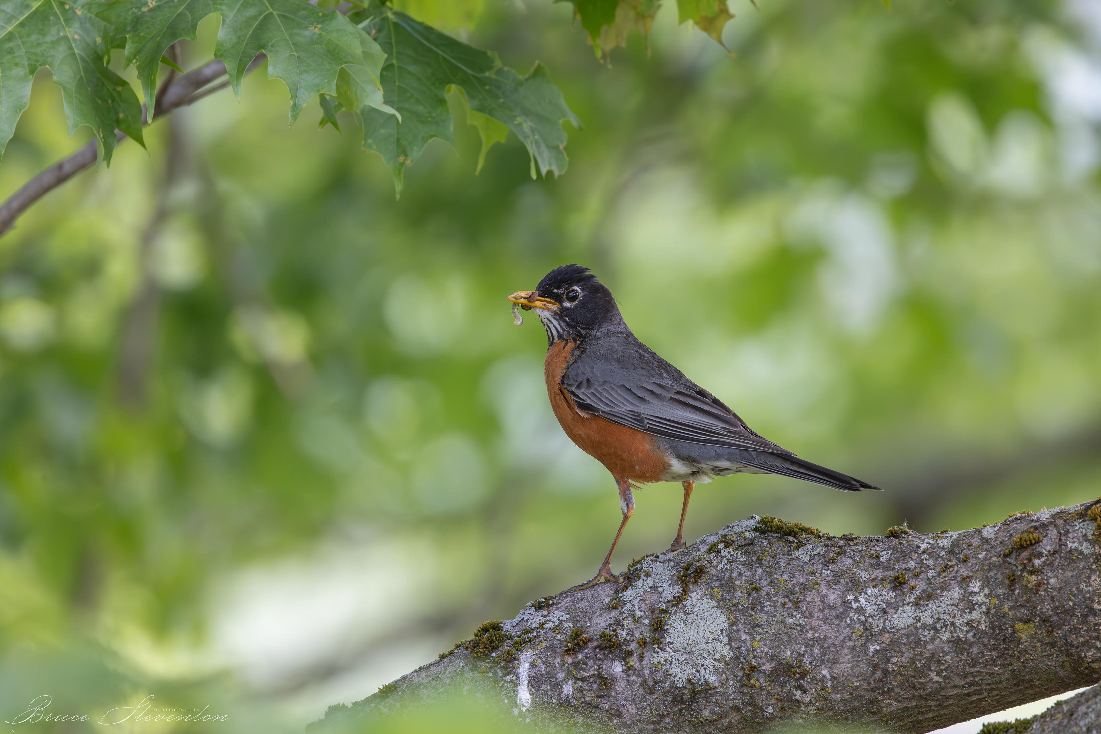American Robin