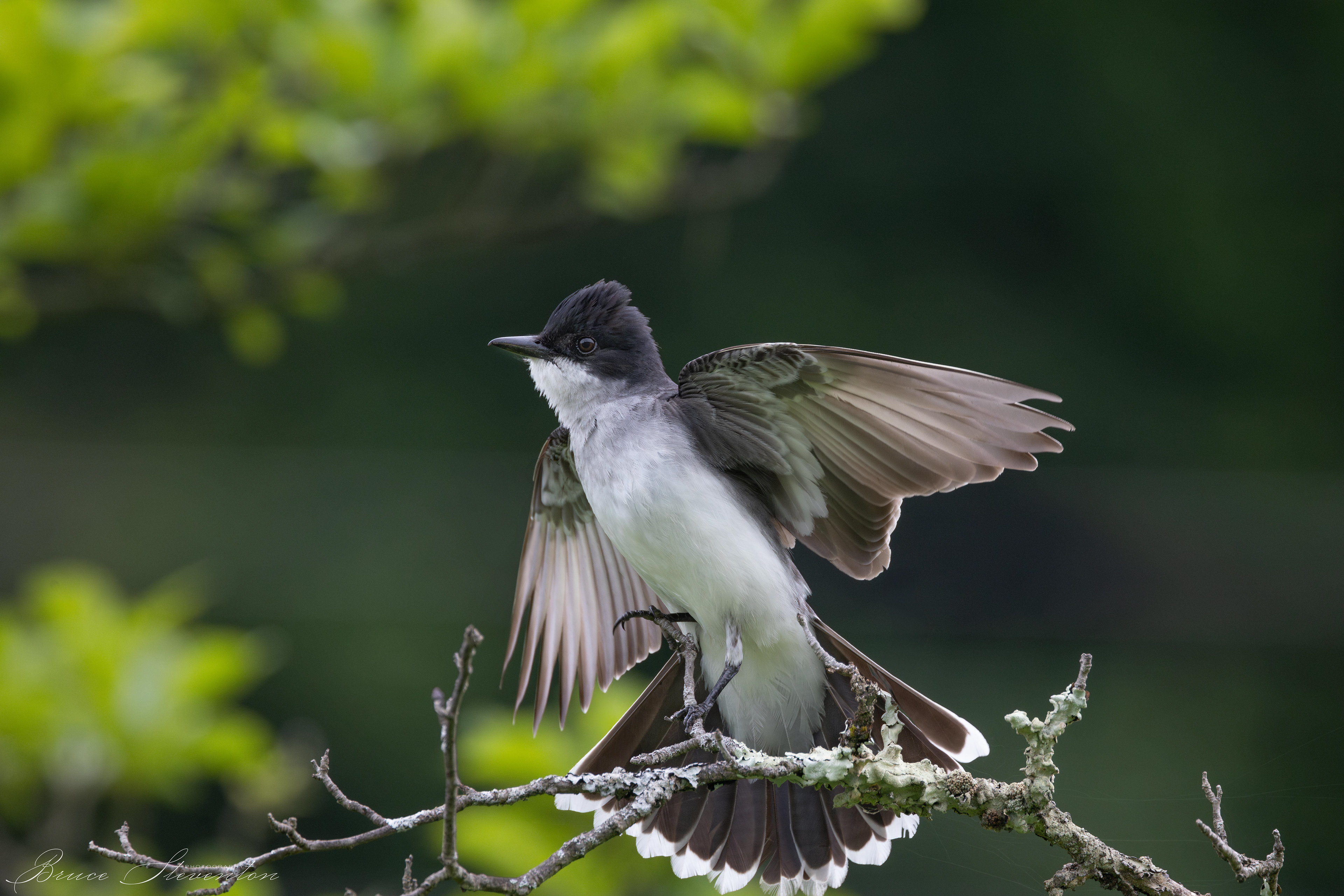 Eastern Kingbird tries to balance after landing