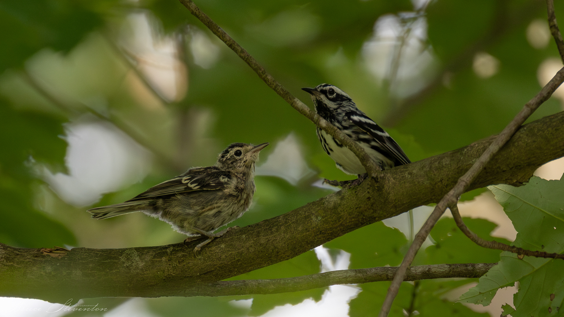 Black-and-white Warbler
