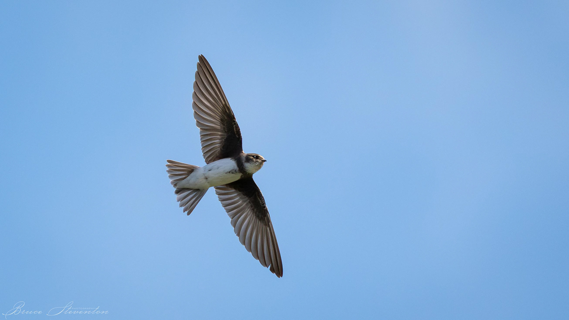 Rough-winged Swallow