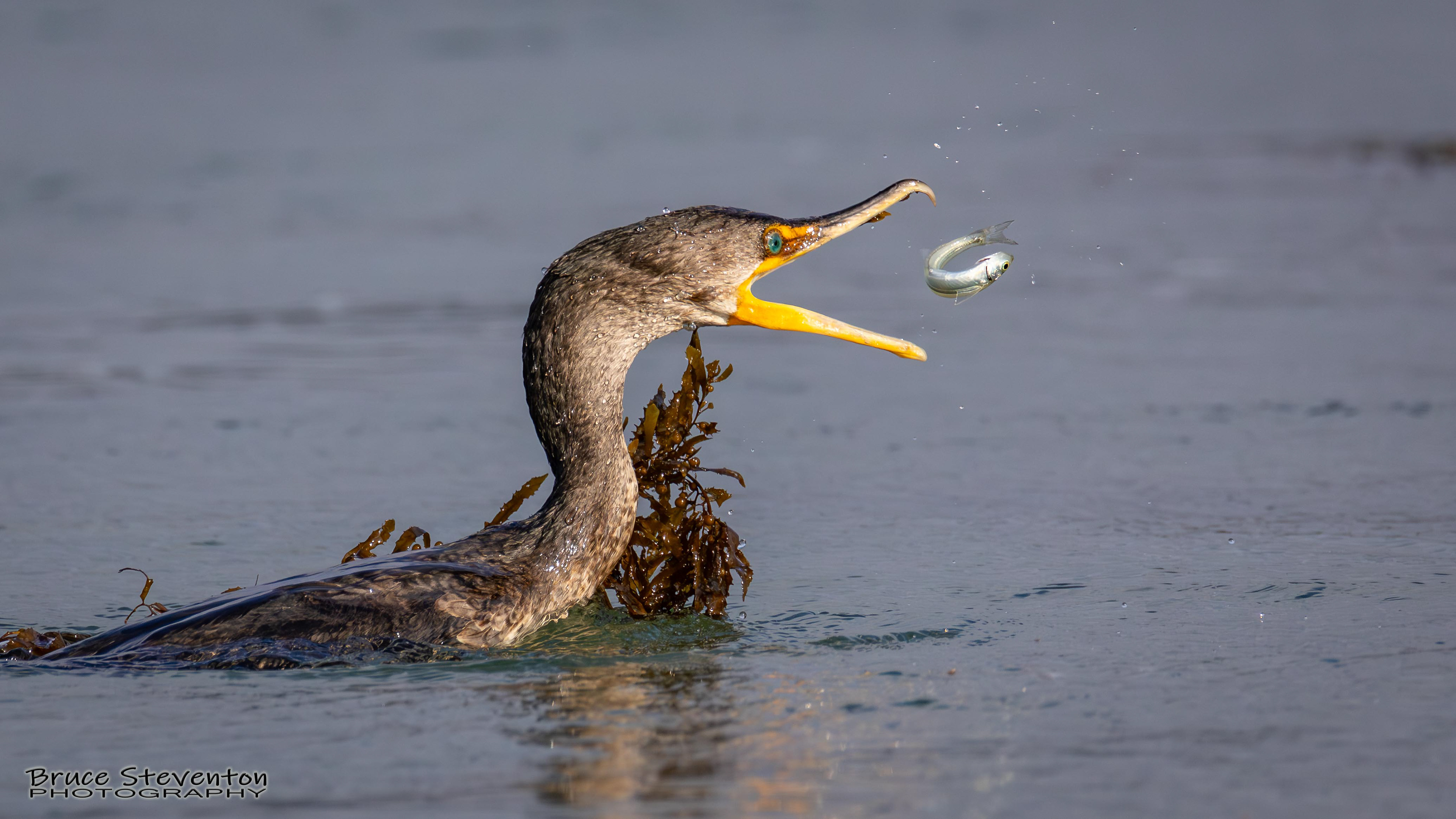 Double-crested Cormorant
