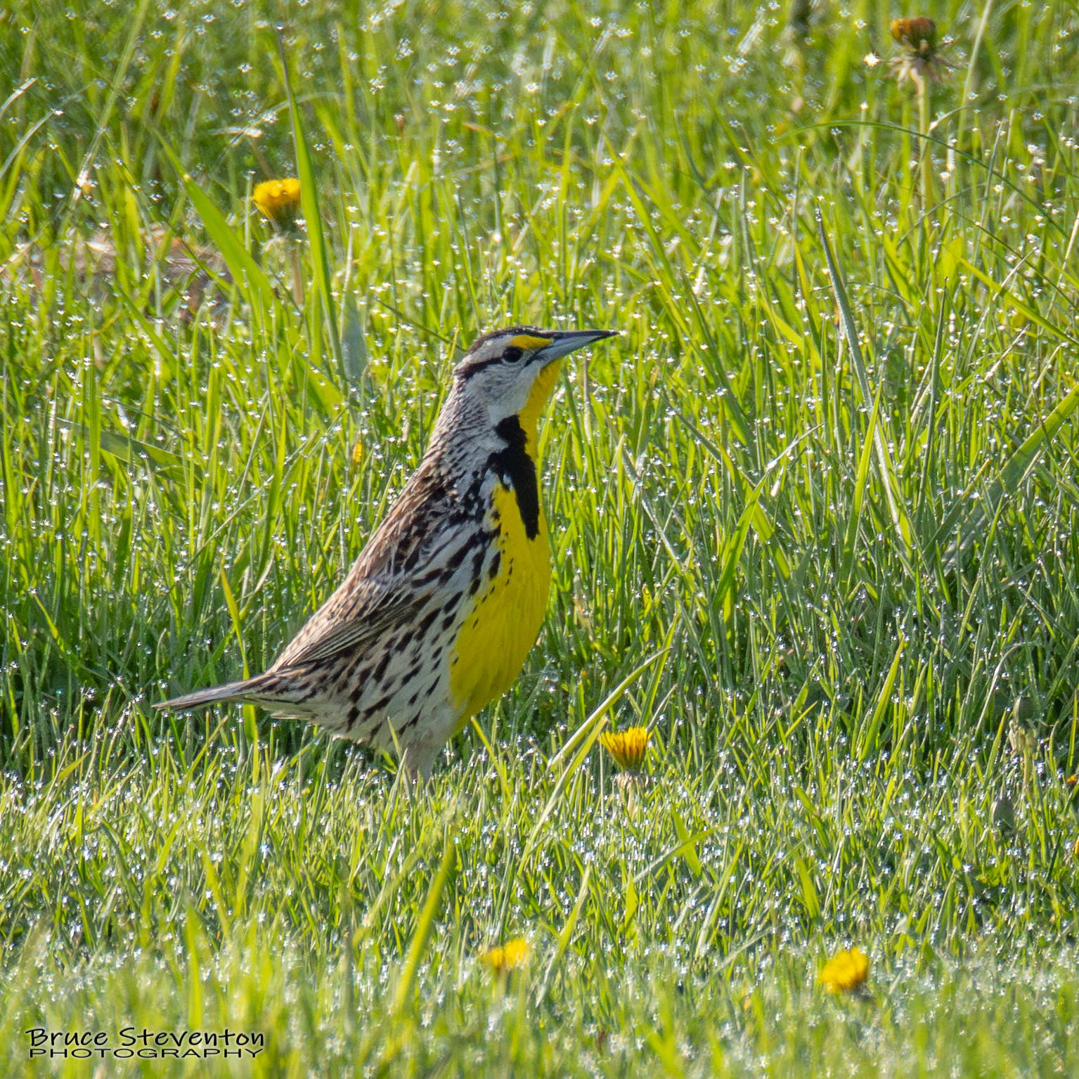 Eastern Meadowlark