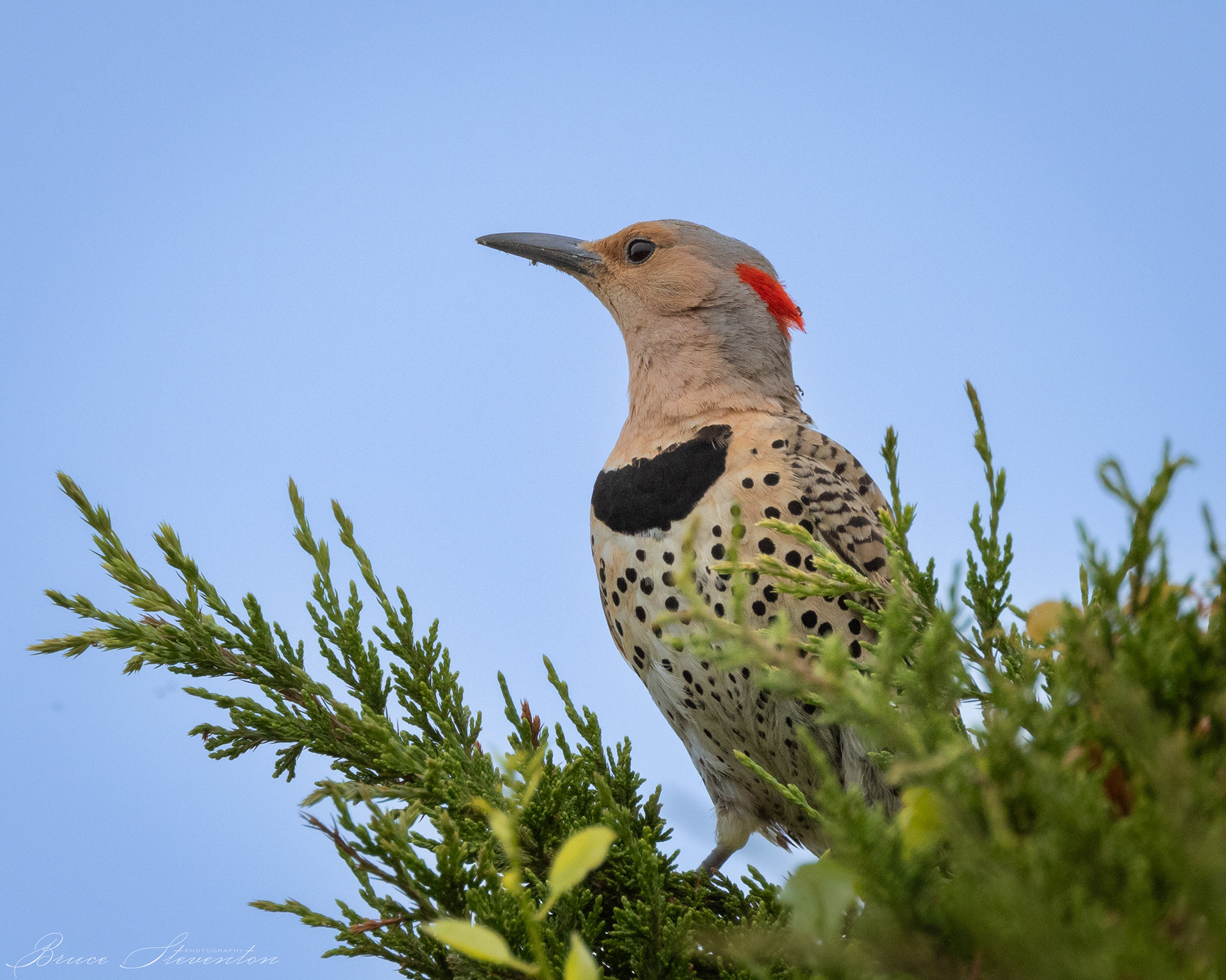 Northern Flicker