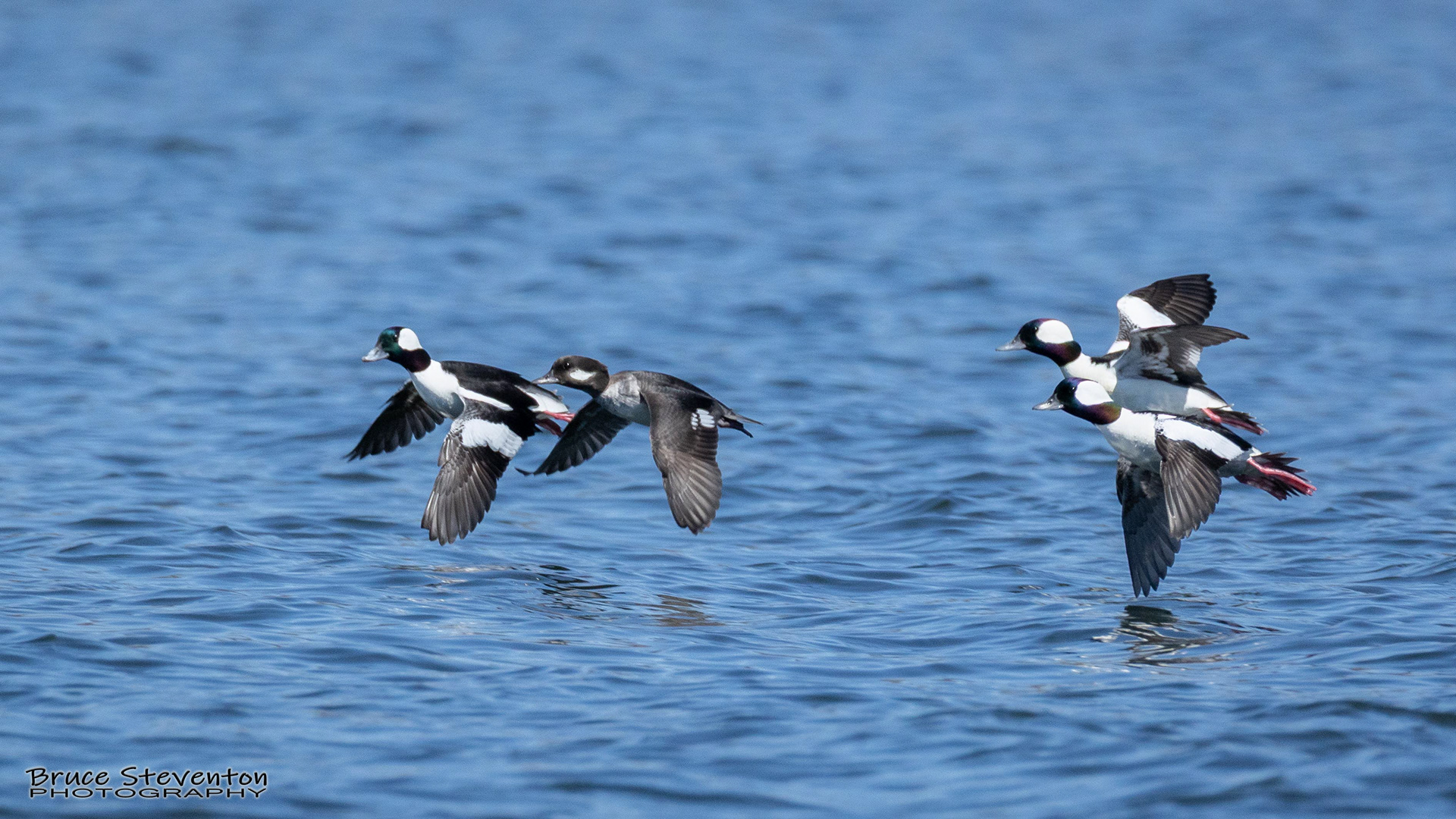 Bufflehead - Addison, VT