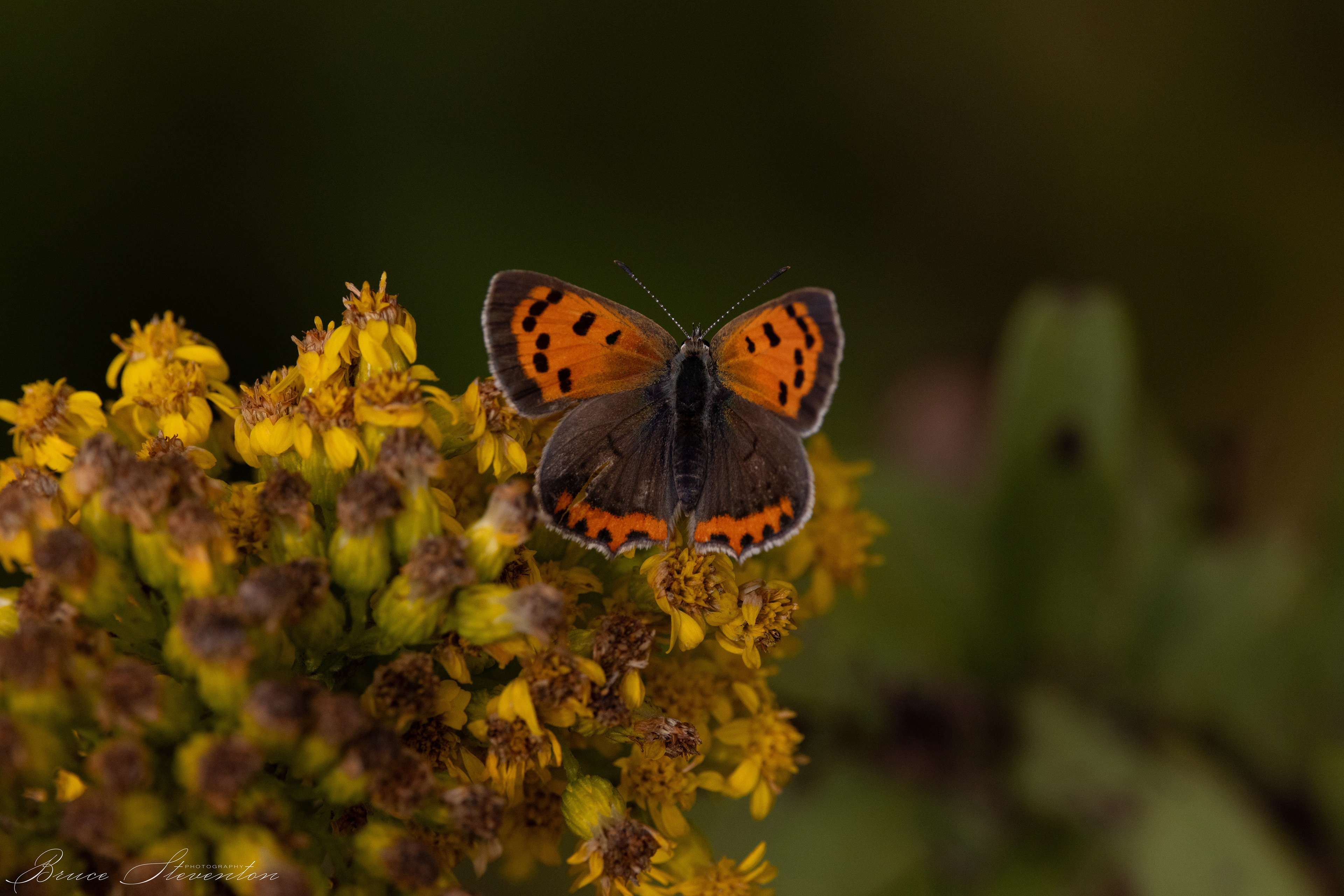 American Copper